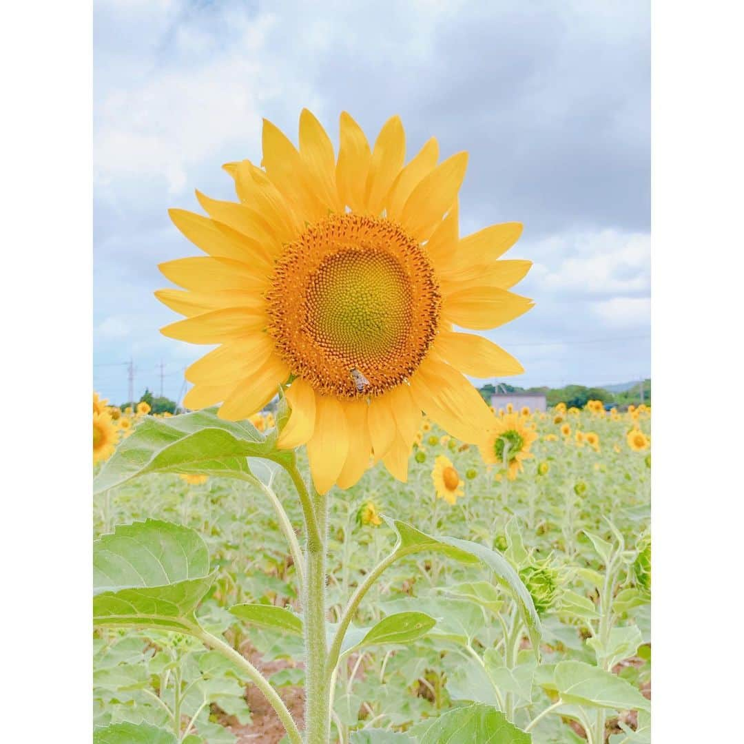 ホテルイーストチャイナシーさんのインスタグラム写真 - (ホテルイーストチャイナシーInstagram)「ひまわり畑🌻  元々はサトウキビ畑で緑肥として植えられています！ 夏のサトウキビの植付け前、 ちょうど梅雨の時期あたりに見られます♪ まだ梅雨入りしていませんが… そろそろかな〜☔️  沖縄の梅雨は一日中雨が降り続く事は少なく 晴れ間もあったり🌤するので、 ドライブがてら観賞するのも良いですね❣️  ひまわり🌻って見てるだけで癒されませんか？ 元気を貰える気がします😆 ぜひ、ひまわり畑探ししてみてください✨  ※サトウキビ植付け前の大事な畑なので、 　足を踏み入れず観賞してくださいね😊  Hotel  East China Sea 〠907-0012沖縄県石垣市美崎町2-8 ☎︎0980-88-1155  #hoteleastchinasea  #ホテルイーストチャイナシー  #八重山 #八重山好きな人と繋がりたい  #離島好きな人と繋がりたい  #石垣島旅行 #石垣島観光 #ishigakijima_island #yaeyama_islands  #沖縄彩発見 #全国旅行支援 #おすすめの場所 #ひまわり🌻 #sunflowerlover  #石垣島ひまわり畑  #石垣島癒しスポット」5月12日 12時17分 - hoteleastchinasea