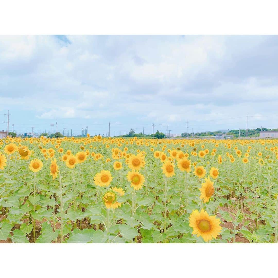 ホテルイーストチャイナシーさんのインスタグラム写真 - (ホテルイーストチャイナシーInstagram)「ひまわり畑🌻  元々はサトウキビ畑で緑肥として植えられています！ 夏のサトウキビの植付け前、 ちょうど梅雨の時期あたりに見られます♪ まだ梅雨入りしていませんが… そろそろかな〜☔️  沖縄の梅雨は一日中雨が降り続く事は少なく 晴れ間もあったり🌤するので、 ドライブがてら観賞するのも良いですね❣️  ひまわり🌻って見てるだけで癒されませんか？ 元気を貰える気がします😆 ぜひ、ひまわり畑探ししてみてください✨  ※サトウキビ植付け前の大事な畑なので、 　足を踏み入れず観賞してくださいね😊  Hotel  East China Sea 〠907-0012沖縄県石垣市美崎町2-8 ☎︎0980-88-1155  #hoteleastchinasea  #ホテルイーストチャイナシー  #八重山 #八重山好きな人と繋がりたい  #離島好きな人と繋がりたい  #石垣島旅行 #石垣島観光 #ishigakijima_island #yaeyama_islands  #沖縄彩発見 #全国旅行支援 #おすすめの場所 #ひまわり🌻 #sunflowerlover  #石垣島ひまわり畑  #石垣島癒しスポット」5月12日 12時17分 - hoteleastchinasea