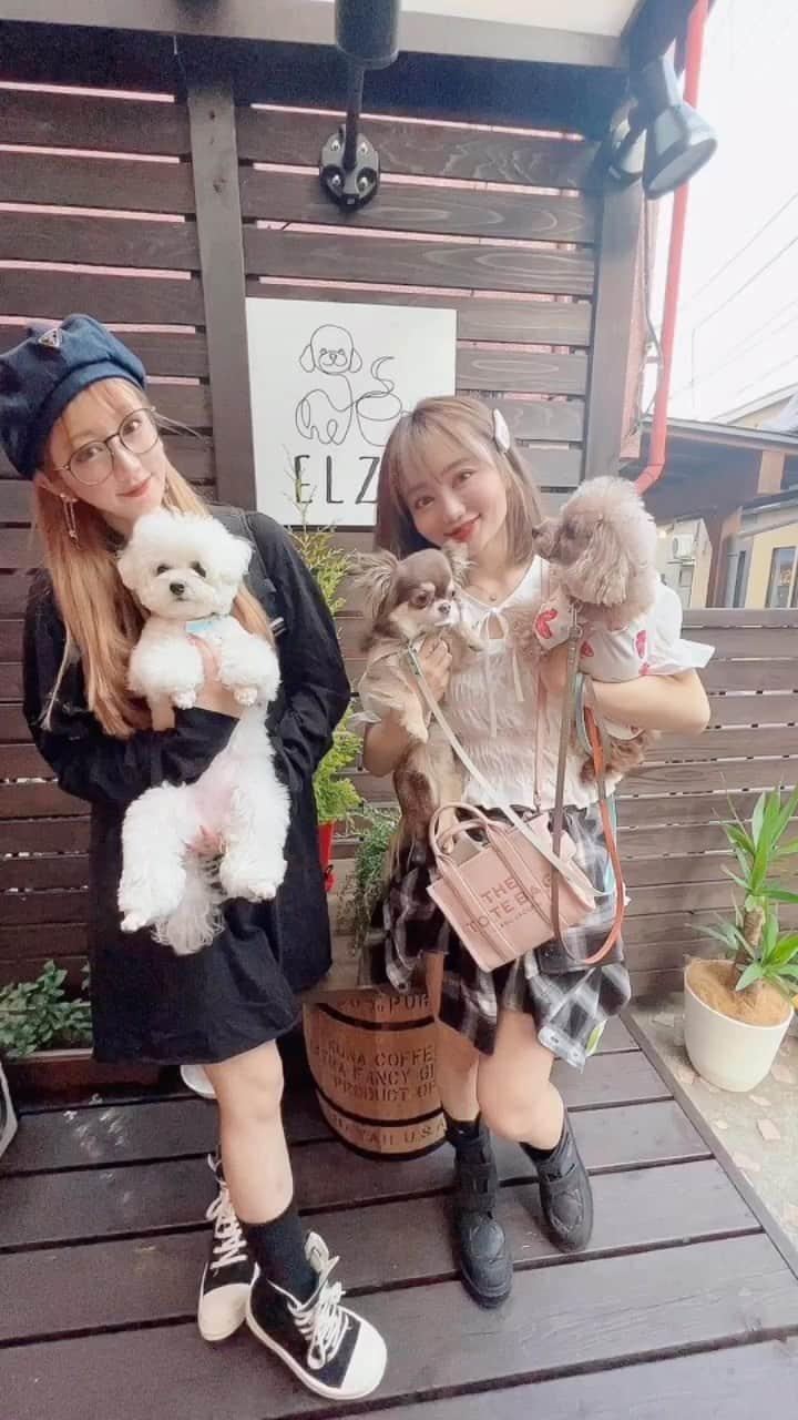 Roseのインスタグラム：「Dog Cafe ELZA🌱神楽坂  @elza_dog2023  ----------------- 営業11時〜17時 火曜定休  ワンちゃんに優しい空間🌱 落ちついた店内でまったり🐕  #dogcafe #doglover #doglife  #犬カフェ #神楽坂 #神楽坂カフェ  #神楽坂ランチ #神楽坂ドッグカフェ  #愛犬のいる暮らし #わんこのいる生活」