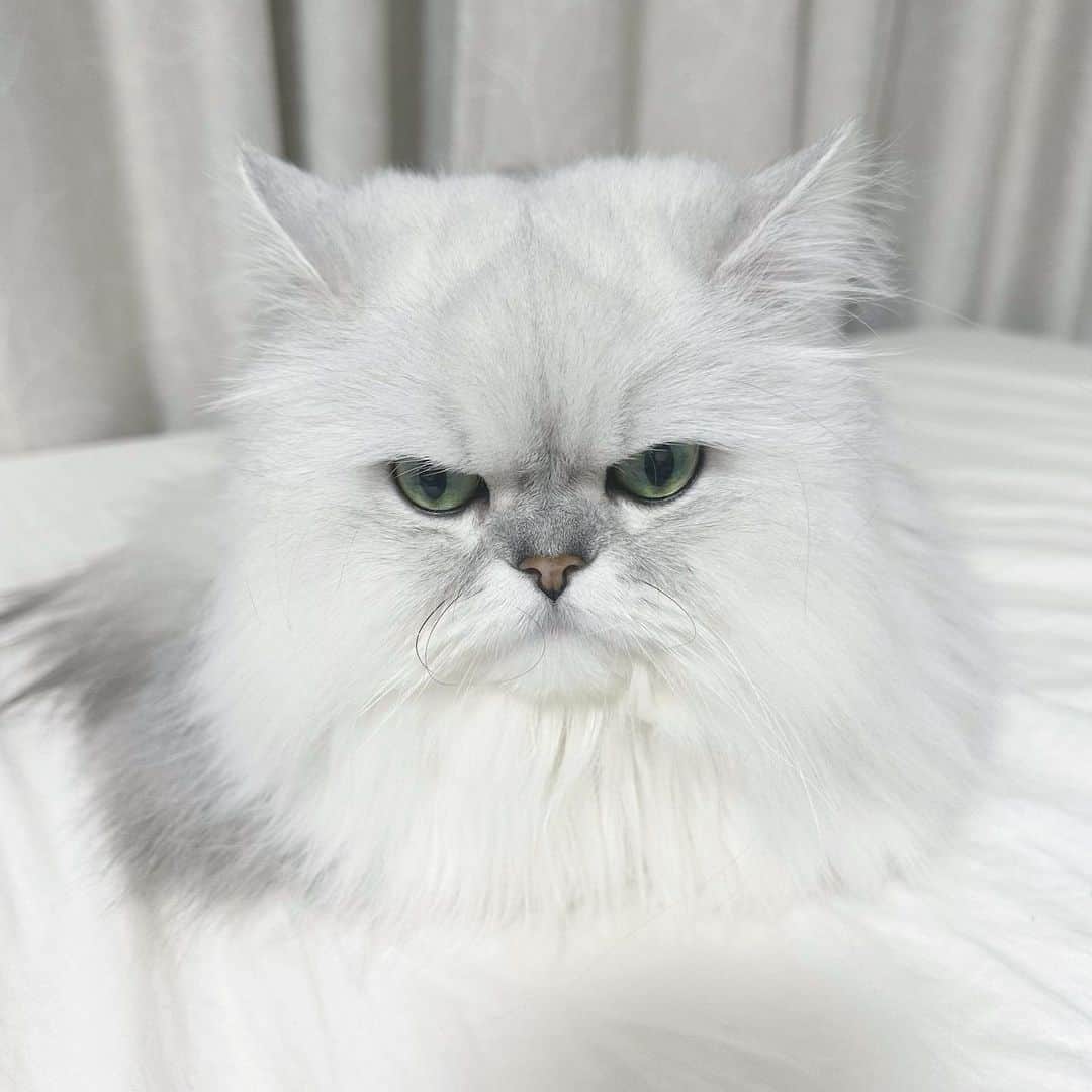 河西美希のインスタグラム：「ふと横見たら液状化してた  #ペルシャ猫 #チンチラシルバー #ねこすたぐらむ #ねこさん #ふぉーさん #CAT #ネッコ #猫 #ねこ」