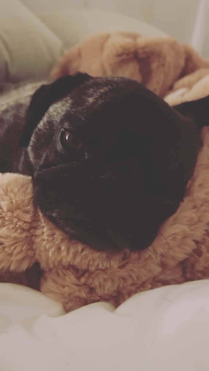 pugsofinstagramのインスタグラム：「Small boy. #pugsofinstagram」