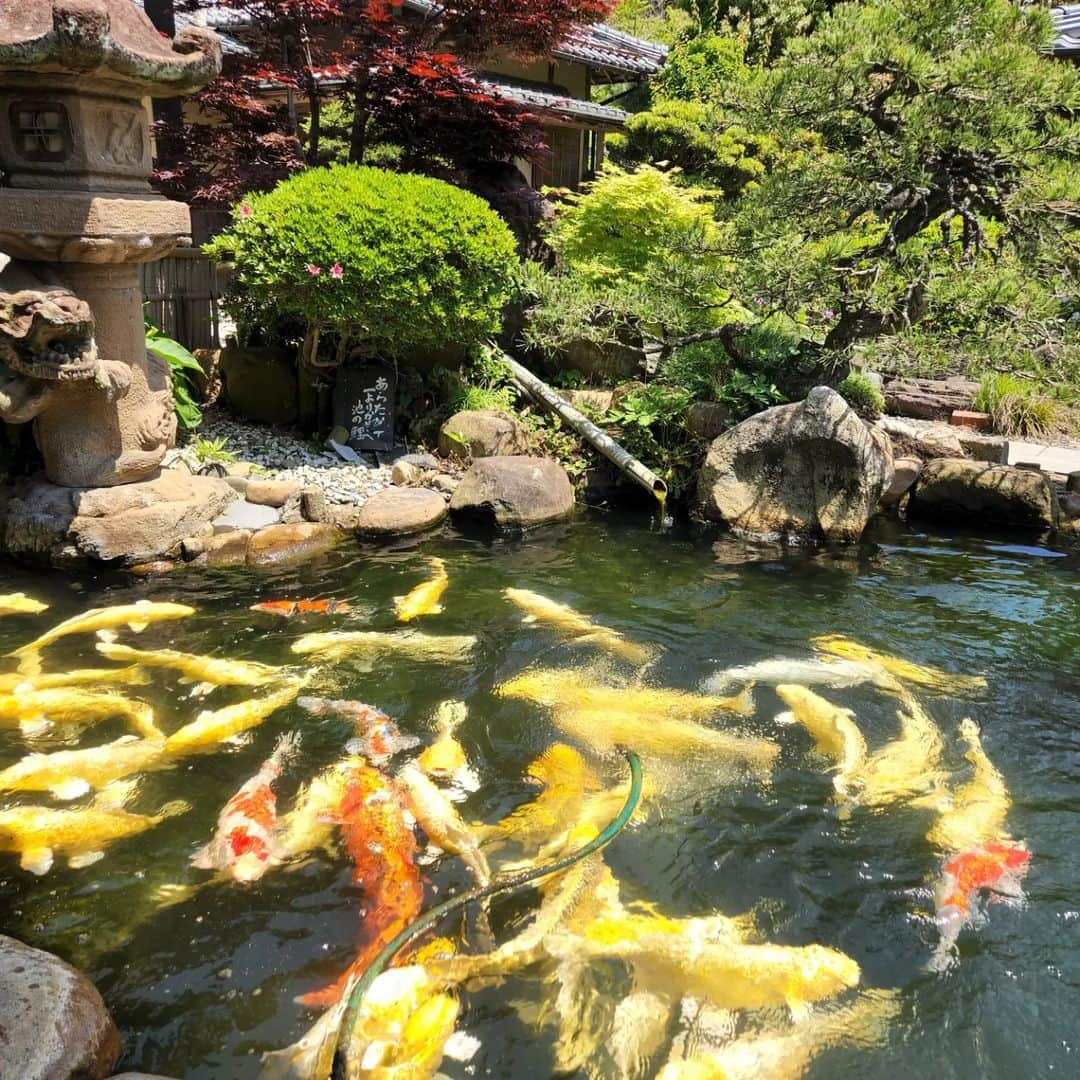 武東由美さんのインスタグラム写真 - (武東由美Instagram)「島根県松江の『八雲庵』です 風景を見ながら...  #武東由美 #モト冬樹 #しまね #松江市#八雲庵 #八雲庵割子そば #出雲ランチ #姉妹 #松江市 #松江市グルメ #松江市ランチ」5月12日 13時27分 - pochalime12