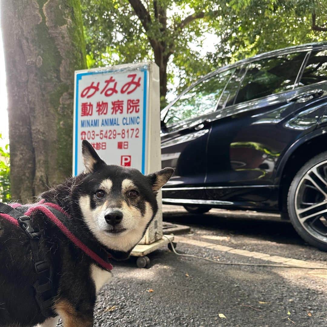 vo_coのインスタグラム：「🐾 最近お耳がずっと“2時55分”のこたつです 狂犬病ワクチン💉のついでに耳も診てもらうつもりで行ったけど、お耳がやはり炎症起こしてたので薬塗ってもらって💉は繰り越しになりました 耳診てもらうのにめっちゃ暴れて困ったちゃんでした… 来週再診です 一つ前の投稿にコメントくださった皆さんありがとうございました！ドンピシャで外耳炎だったみたいです… ＊#shibastagram #instashiba #shiba #shibainu #黒柴 #柴犬」