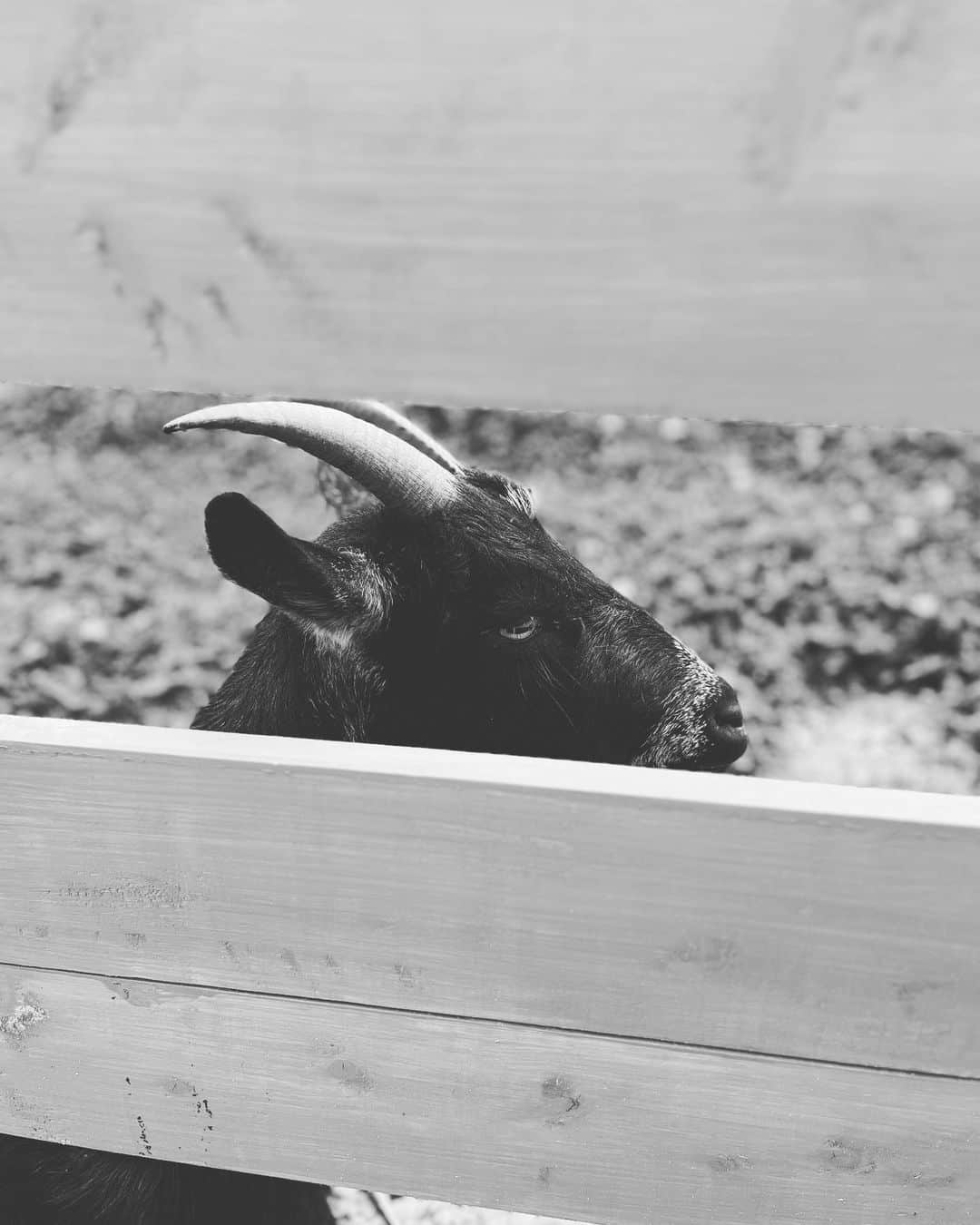 shin -SAKE instructor-のインスタグラム：「#goat」