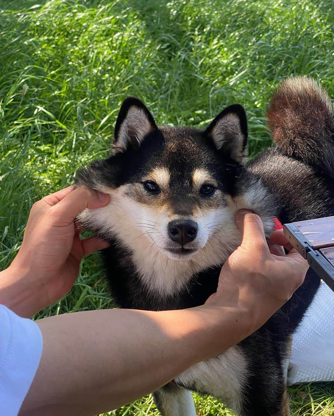 山口大地さんのインスタグラム写真 - (山口大地Instagram)「ちゃちゃパイセンとデートしてきました  どうやらご機嫌な様子🐕  #柴犬」5月12日 15時07分 - yamaguchidaichi_official