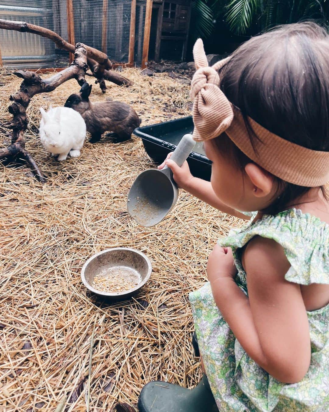 吉川ひなののインスタグラム：「雨の日も晴れの日も みんなのお世話をするのが大好きなベビ子さん 🐇🦆🐓🤎💛🧡  #ベビ子HawaiiLife🌺」