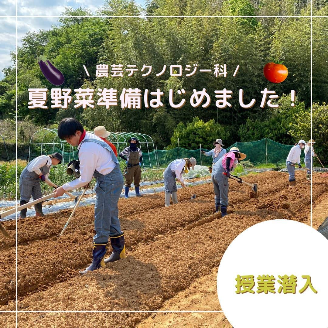 福岡キャリナリー製菓調理専門学校 のインスタグラム：「【農業実習　夏野菜定植👩‍🌾✨】  農芸テクノロジー科（@culinary_agri_tech_fukuoka）から実習風景が届きましたよ〜♪新宮にある圃場に行って実習をしています💖 . 今日は、夏野菜の定植を行いました〜！えだまめ、落花生、ピーマンなどを植えましたよ🫑🥜✨ また、人参や新玉ねぎなどの収穫もしました🥕学校に帰ってくるとみんなで野菜を分け合います。パンの先生もパンの材料に野菜を調達🧺今日もキャリナリーは平和です☺️ . 新1年生も増えてさらに賑やかになった農芸テクノロジー科♪毎朝、お揃いの制服を来て仲良くバスで圃場に向かっています🚌これから暑くなるかもしれないですが体調に気をつけてみんな頑張れ〜！👩‍🌾👨‍🌾🌟  #福岡キャリナリー農業食テクノロジー専門学校 #福岡専門学校#福岡農業専門学校#福岡農業#農業#農業女子 #農業男子#農業ガール #農業体験 #農業すきな人と繋がりたい #農家になりたい人と繋がりたい #農家になりたい#野菜#収穫#定植#定植作業」