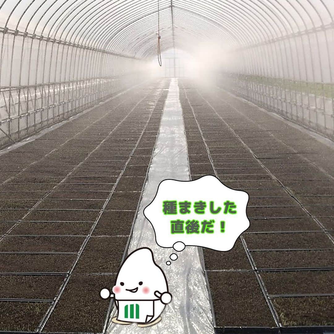 ミツハシくん-Mitsuhashi Rice-さんのインスタグラム写真 - (ミツハシくん-Mitsuhashi Rice-Instagram)「今日は栃木県の育苗ハウスと田んぼをご紹介🌾  今回は田植え前の苗の様子と 田植えが始まっている様子を紹介🌱  同じ日の写真（4月末写真）なのに、 なんで育ち具合が様々なんだろう？🤔 それは…  農家さんは作業を分散する為に、 日程をずらして播種や田植えを行っているからなんだって！ 広い田んぼを全て作業するには1日じゃ足りないんだ💦  だから同じ日に田んぼを見に行っても 育ち具合が様々なんだ！  今年もたくさん獲れるといいな♪ . #ミツハシライス  #企業キャラクター  #ミツハシくん   #お米 #米 #rice #ご飯 #ごはん  #農家 #農業   #米作り  #田んぼ #栃木県  #播種 #種まき #田植え」5月12日 16時09分 - 3284rice