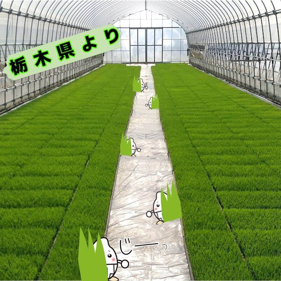 ミツハシくん-Mitsuhashi Rice-のインスタグラム：「今日は栃木県の育苗ハウスと田んぼをご紹介🌾  今回は田植え前の苗の様子と 田植えが始まっている様子を紹介🌱  同じ日の写真（4月末写真）なのに、 なんで育ち具合が様々なんだろう？🤔 それは…  農家さんは作業を分散する為に、 日程をずらして播種や田植えを行っているからなんだって！ 広い田んぼを全て作業するには1日じゃ足りないんだ💦  だから同じ日に田んぼを見に行っても 育ち具合が様々なんだ！  今年もたくさん獲れるといいな♪ . #ミツハシライス  #企業キャラクター  #ミツハシくん   #お米 #米 #rice #ご飯 #ごはん  #農家 #農業   #米作り  #田んぼ #栃木県  #播種 #種まき #田植え」