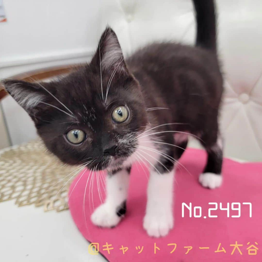 マンチカン(munchkin)キャットファーム大谷さんのインスタグラム写真 - (マンチカン(munchkin)キャットファーム大谷Instagram)「現在ご紹介中のミヌエットちゃん❤️  No.2497  No.2499  詳細はHPをご覧下さいませ😌  ﾟ+*:;;:*　*:;;:*+ﾟ　ﾟ+*:;;:*　*:;;:*+ﾟ  お店は、月・木曜日が定休日です。 現在、完全予約制になっておりますので ご来店される際はお店へお電話かメールにてご連絡くださいませ🙇‍♀️  お待ちしております🎵  ﾟ+*:;;:*　*:;;:*+ﾟ　ﾟ+*:;;:*　*:;;:*+ﾟ  #キャットファーム大谷#まんちかん#マンチカン#ネコ#こねこ#にゃんこ#猫ちゃん#ねこ部#ニャンスタグラム#猫#ねこ#子猫#モフモフ#モフモフねこ#ミヌエット#短足#ねこすたぐらむ#愛猫#かわいい#ふわもこ部#猫のいる暮らし#マンチカンブリーダー#ミヌエットブリーダー#cat#catsgram #catsofinstagram#instacat#picneko」5月12日 16時32分 - roytar222