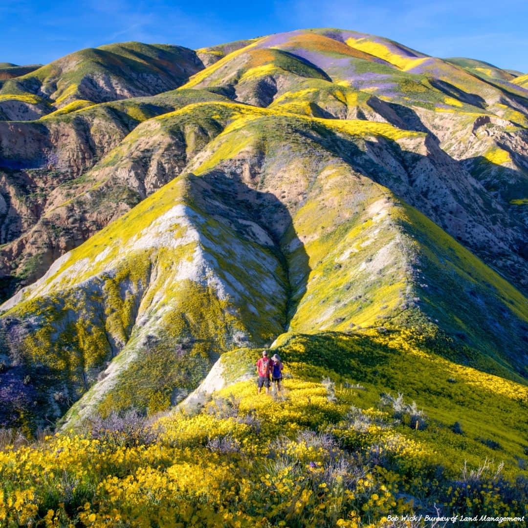 アメリカ大使館さんのインスタグラム写真 - (アメリカ大使館Instagram)「カリフォルニア州のセントラル・バレー(Central Valley)にあるカリゾ・プレイン・ナショナル・モニュメント(Carrizo Plain National Monument)。オレンジ、黄色、紫色の花々が広がり、まるで絵本の世界から飛び出してきたかのような美しさですね。  #ハイキング #カリフォルニア」5月12日 17時00分 - usembassytokyo