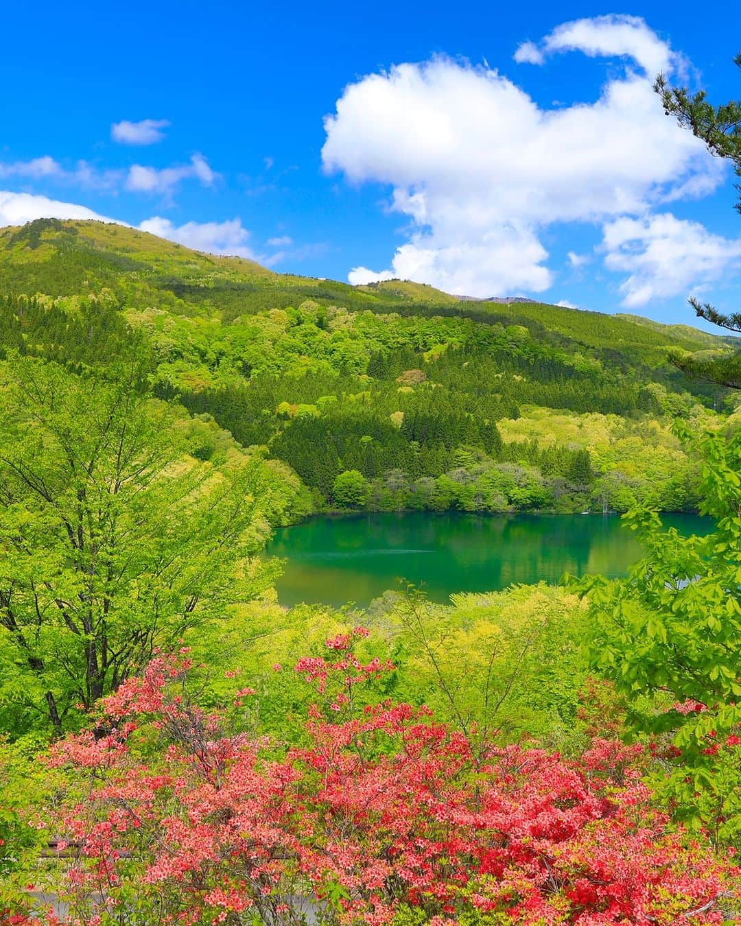 福島県さんのインスタグラム写真 - (福島県Instagram)「【つつじ山公園（福島市）】  つつじ山公園は土湯温泉近くにある小高い丘の公園です。入口付近に咲いているツツジは例年5月上旬～中旬が見頃になりますが、今シーズンは早まっていますので、開花状況についてはご確認ください。  公園からは吾妻連峰の山々や女沼（めぬま）を一望でき、淡いピンク色に染め上げられた景色を楽しむことができます。  周辺には女沼・男沼（おぬま）・仁田沼（にだぬま）の三つの沼を巡る遊歩道があり、ハイキングも楽しめます。男沼までの散策路には、カタクリの群生地や、水芭蕉の群生地であるあけぼの湿原などがあります。（花の見頃は4月上旬～中旬）   景色を楽しみながら3つの沼を巡って、心身ともにリフレッシュしてみるのはいかがですか？  #土湯温泉 #つつじ山公園 #つつじ #女沼 #福島市 #県北地方 #福島県 #fukushimacity #fukushima #RealizeFukushima #NotADreamFukushima #ひとつひとつ実現するふくしま」5月12日 17時00分 - realize_fukushima