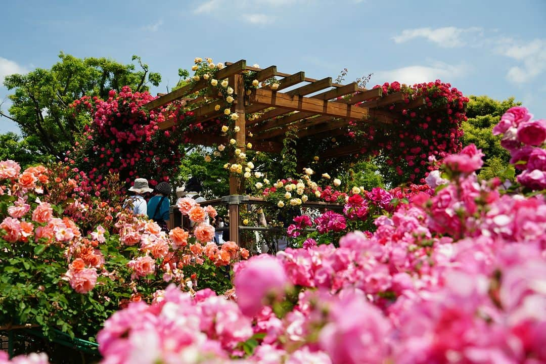 平塚市さんのインスタグラム写真 - (平塚市Instagram)「花菜ガーデンのバラが見頃を迎えています✨今週はクライミングローズエリアのバラが特に見頃で、「すごいキレイ！」「いい時に来れてよかった」という声がたくさん聞こえてきました♪ 「ローズフェスティバル２０２３～春～」は６月１１日(日)まで開催中です🌹 #手をつなぎたくなる街 #hiratsukagood #hiratsuka　#平塚 #kanagawaphotoclub #湘南　#shonan #季節の花 #季節の花を楽しむ #花菜ガーデン #kanagarden #ばら　#バラ　#薔薇　#rose #はなまっぷ #ザ花部 #花の写真館 #花のある暮らし #best_moments_flora　 #mst_flower #今日もお疲れ様でした #週末の過ごし方 #日々　#暮らし #instagramjapan　#igersjp　#japanphoto」5月12日 17時00分 - hiratsukagood