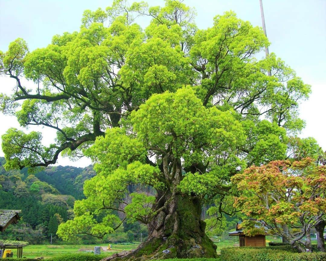 九州電力さんのインスタグラム写真 - (九州電力Instagram)「新緑が美しいパワースポット🌳 . 佐賀県武雄市にある「川古（かわご）の大楠」は、全国で第5位にランクインしている巨木で、国の天然記念物に指定されています😯 . 樹齢は3000年以上ともいわれ、樹高25m、幹回りは約21mと圧巻の大きさを誇り、自然のパワーを感じることができる癒しのスポットです。 . ※写真提供：武雄市観光協会 ※写真は過去に撮影されたものです。 . お届けする九州の風景が、皆様の元気や癒しになれば幸いです🍀 . #九州電力 #佐賀 #武雄市 #川古の大楠公園 #大楠 #巨木 #川古の大楠 #パワースポット #天然記念物 #パワースポット巡り」5月12日 17時00分 - kyuden_official