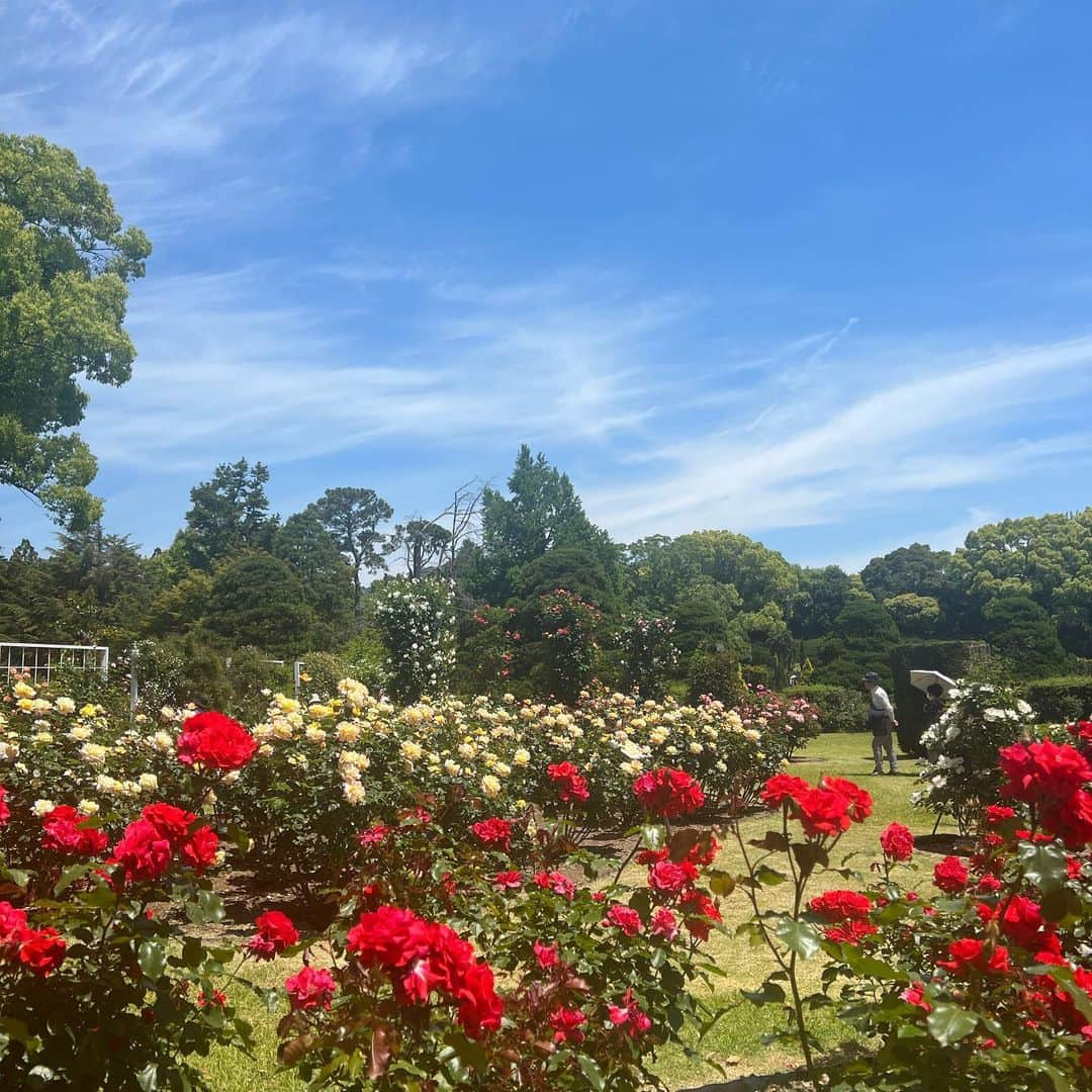 松尾翠さんのインスタグラム写真 - (松尾翠Instagram)「まるでヨーロッパに旅行に来たかのような…空と風とガーデンブラボー🕊  京都植物園に、京都シスターズと2時間のトリップランチタイム(おねぇがお弁当だったので、私も渋弁)  花盛りと香りが最高すぎて 毎日でも通いたい あージップロックにこの香りをつめて帰りたい！！ と思わず叫んだ！  きっと昔の方も同じように叫び、その中で現れたある天才と熱量が、蒸留して香りもエッセンスも一滴の中に封じ込める！というエッセンシャルオイルを生み出してくれたんじゃなかろうか…🕊(憶測) エッセンシャルオイル、愛してます🫶  桜と紅葉がフューチャーされがちだけど 5月の京都は気候も青紅葉もお花も最高のシーズンです🙌 おこしやす〜  これぞまさに#ホリスティックビューティー #アロマのある暮らし #kyototrip #kyotolife   #京都暮らし #京都府立植物園 #バラ園 #芍薬大好き#松尾翠」5月12日 17時07分 - midori.matsuo_official