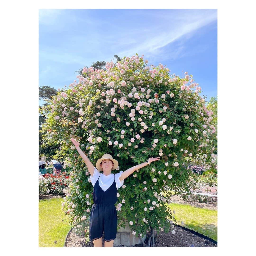 松尾翠のインスタグラム：「まるでヨーロッパに旅行に来たかのような…空と風とガーデンブラボー🕊  京都植物園に、京都シスターズと2時間のトリップランチタイム(おねぇがお弁当だったので、私も渋弁)  花盛りと香りが最高すぎて 毎日でも通いたい あージップロックにこの香りをつめて帰りたい！！ と思わず叫んだ！  きっと昔の方も同じように叫び、その中で現れたある天才と熱量が、蒸留して香りもエッセンスも一滴の中に封じ込める！というエッセンシャルオイルを生み出してくれたんじゃなかろうか…🕊(憶測) エッセンシャルオイル、愛してます🫶  桜と紅葉がフューチャーされがちだけど 5月の京都は気候も青紅葉もお花も最高のシーズンです🙌 おこしやす〜  これぞまさに#ホリスティックビューティー #アロマのある暮らし #kyototrip #kyotolife   #京都暮らし #京都府立植物園 #バラ園 #芍薬大好き#松尾翠」