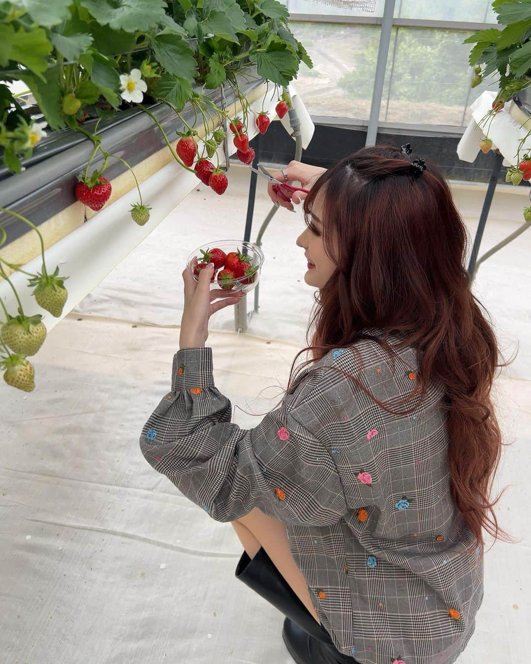 miuさんのインスタグラム写真 - (miuInstagram)「5.6年ぶりの苺狩り🍓  ＧＷ充実〜🎶」5月12日 17時09分 - sq._.mu