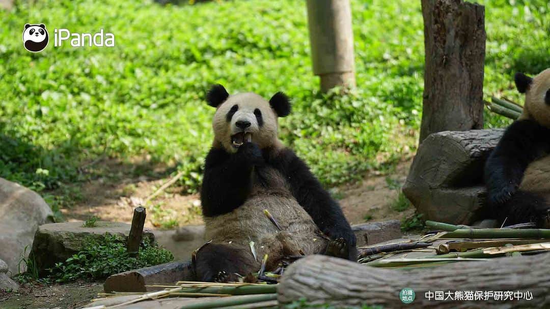 iPandaさんのインスタグラム写真 - (iPandaInstagram)「Enjoying delicious snacks, taking an afternoon nap, and bathing in the sun are the most enjoyable things in the panda's world! 😋😴 ☀️ 🐼 🐼 🐼 #Panda #iPanda #Cute #PandaPic #CCRCGP   For more panda information, please check out: http://en.ipanda.com」5月12日 17時30分 - ipandachannel