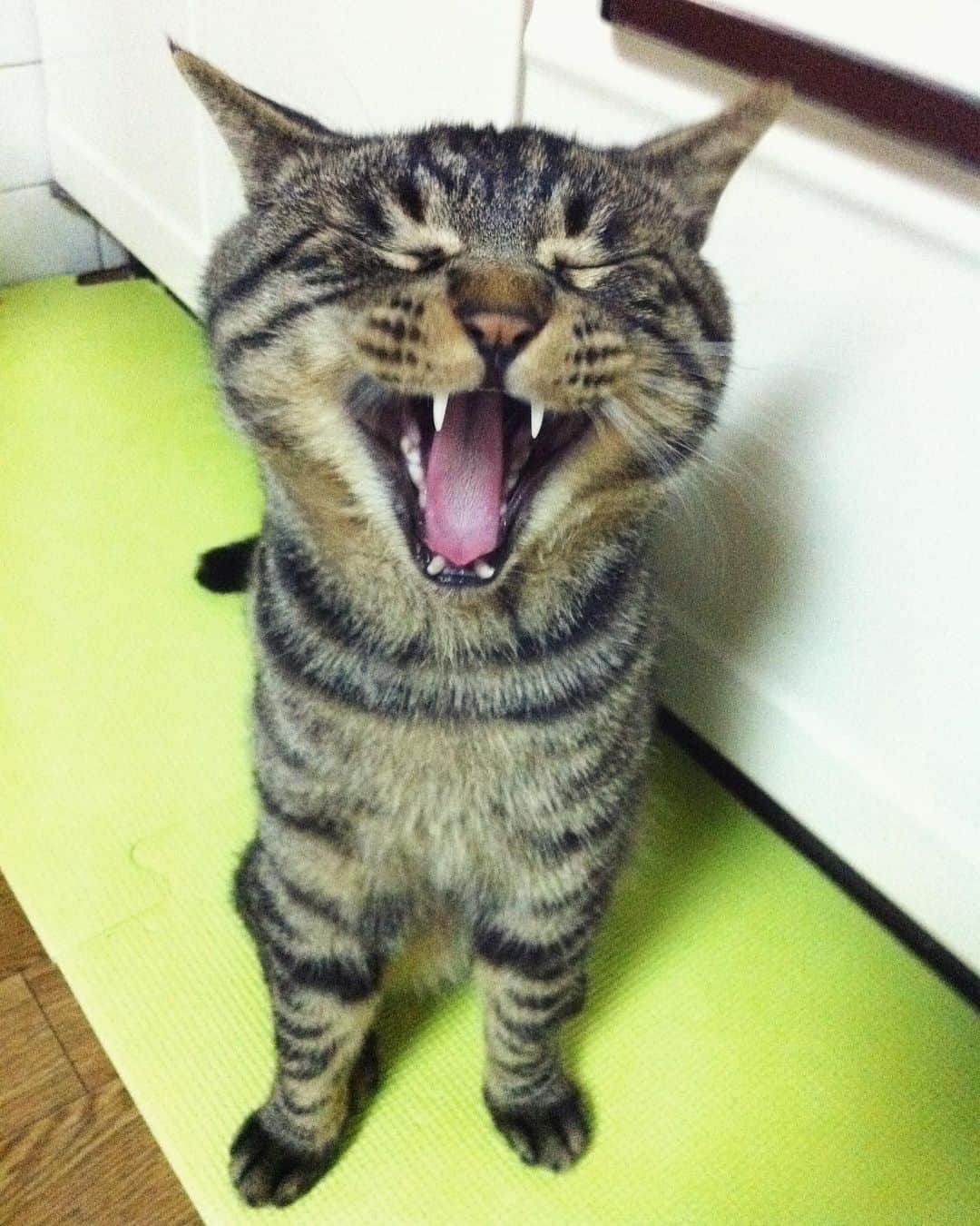 のインスタグラム：「2011年4月のおやつ待ちムサシさん。あくび出ちゃった。Yawn. #mck延長戦 #musashi_the_cat #musashi #mck #cat #キジトラ #ムサシさん」
