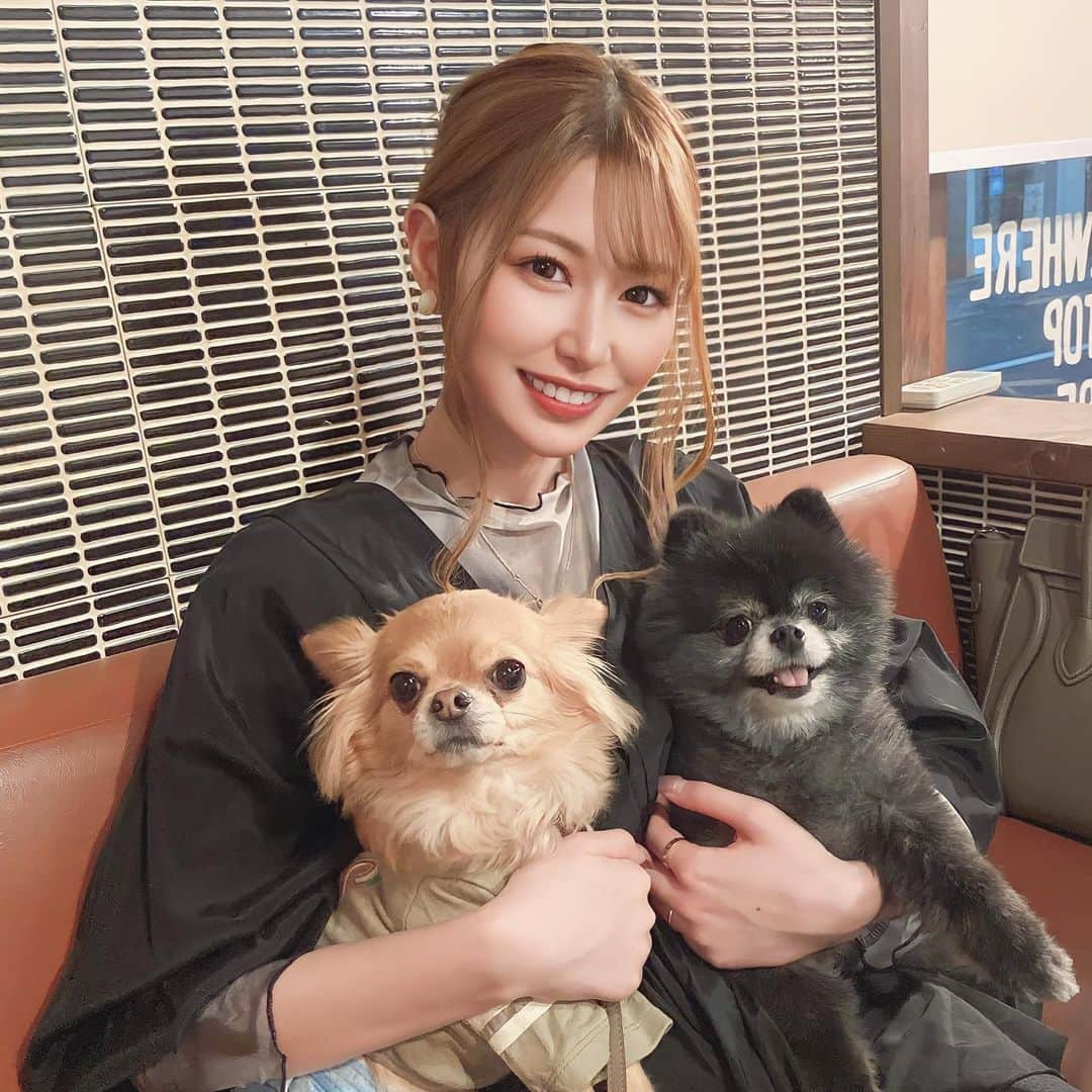 橘りあのインスタグラム：「犬会‎´•ﻌ•`🐾ﾜﾝ!! . かわい子ちゃん達に囲まれて 幸せの極みです(*˘︶˘*).｡.:*🪽 . . #aneacafe #アネアカフェ #アネアカフェ中野新橋 #愛犬 #チワワ部 #チワワ #ロングコートチワワ #チワワのいる暮らし #ドッグカフェ」