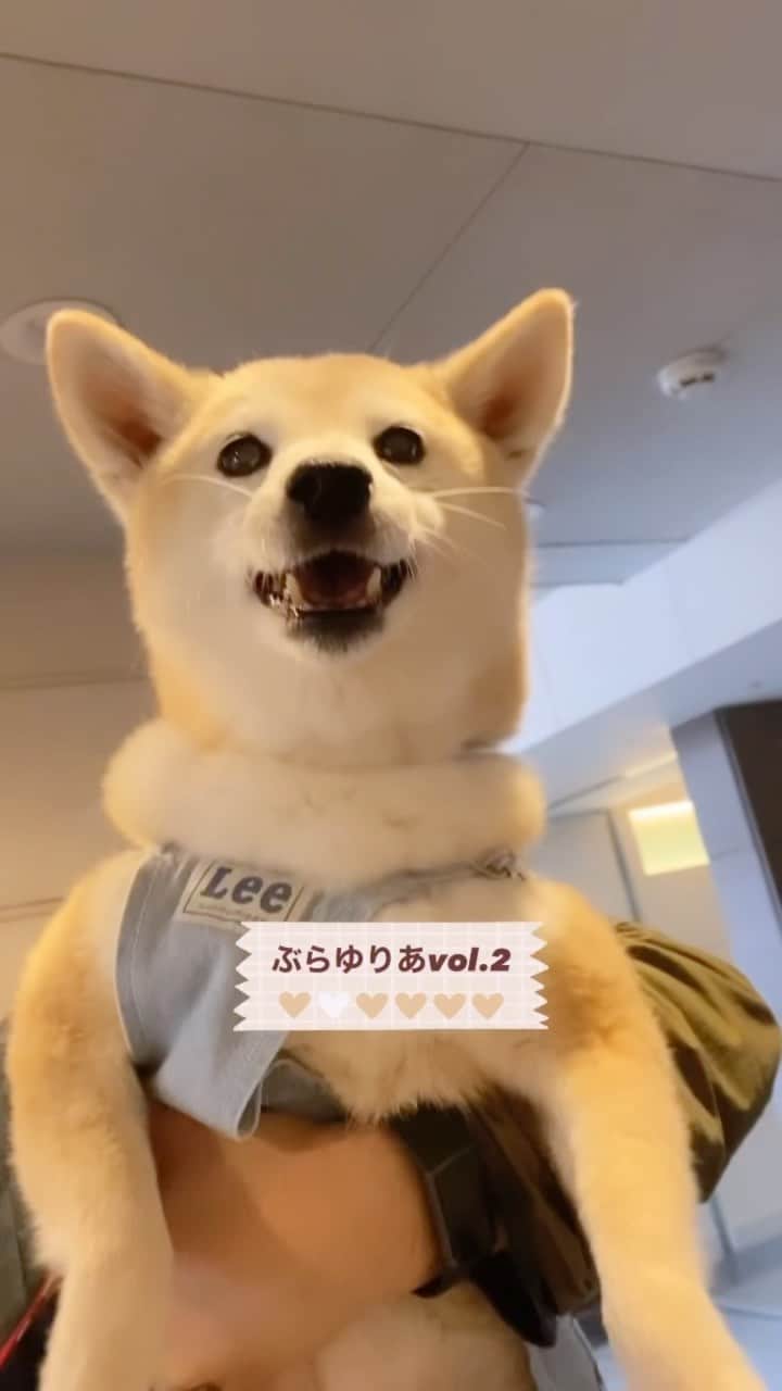 柴犬 けんしろう ゆりあのインスタグラム：「🐕『ぶらゆりあvol.2』  ぶらゆりあ第2回目は これまでもストーリーズで載せていた わが家が1番沼っているパン屋さんをご紹介🍞🥖🥐  🍞【BundBakery】  @bund_bakery_   🕛open hour 10:00〜18:00 ※売り切れ次第終了  定休日　火・水・木  📍千葉駅徒歩6分  どのパンを食べてもとにかくおいしい🤤 ハード系だとブルーチーズとくるみのパンとかエピとか.. 期間限定だった抹茶ミルクフランスも最高だったなぁ🤤🤤  えぇ、ゆりあさんがお店を見つけて とち狂って1回転しちゃうほどにおいしすぎるのです(笑) (↑動画参考😂)  #bundbakery  #ブントベーカリー  #千葉パン屋  #柴犬 #shiba #ぶらゆりあ」