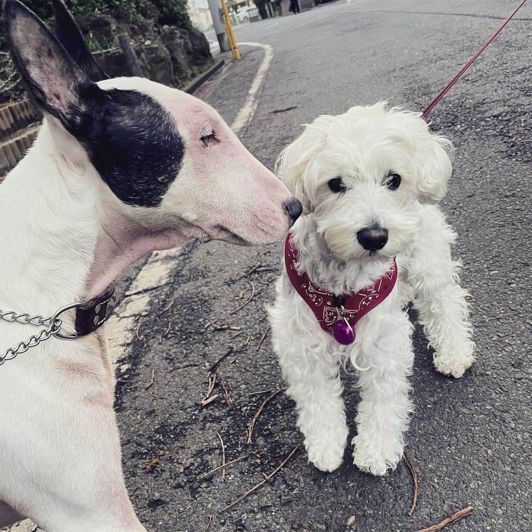 のインスタグラム：「#minituru#bull#terrier#minibullterrier#miniturubullterrier#dog#dogstagram#cute#qtaro#love#family#ミニチュア#ブルテリア#ミニチュアブルテリア#Q太郎」