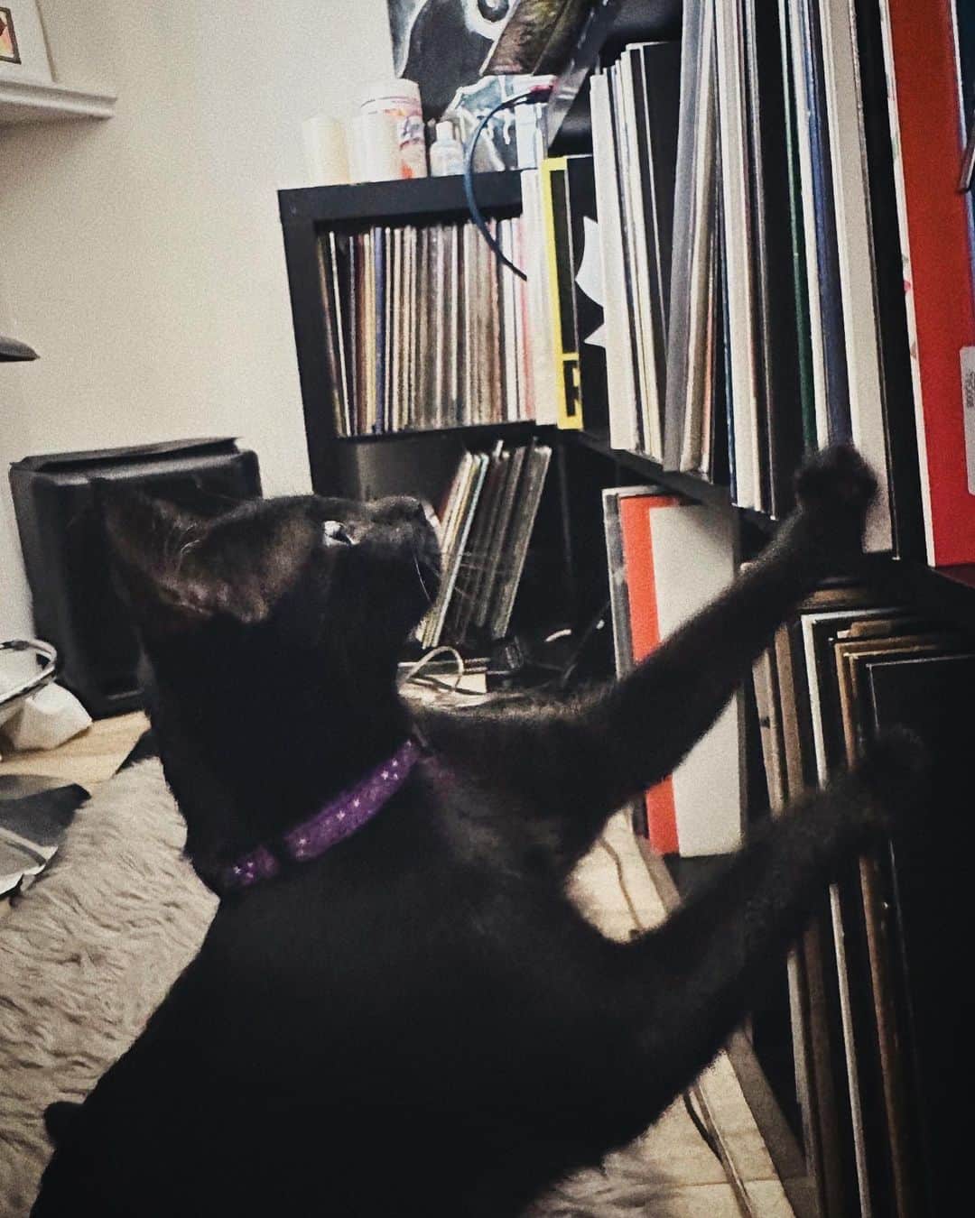 KanaKatanaのインスタグラム：「Been a peaceful chaotic lovely spring, I’m officially a cat mom and being in the studio with Kuro the kitten and my grumpy old dog Muzik is the most precious time in a day more than ever these days 🐈‍⬛🪻🐾 I’ve struggled to feel consistent creative energy but lately it’s been really fun creating. It's been quiet of learning and unlearning, shutting off, and reconnecting. The power of self reflects and shifts consciousness into what is happening at this moment, not the past or future. It's important not to forget to enjoy the little things. Little things matter 🔌 weather is getting better. More outdoors📍」