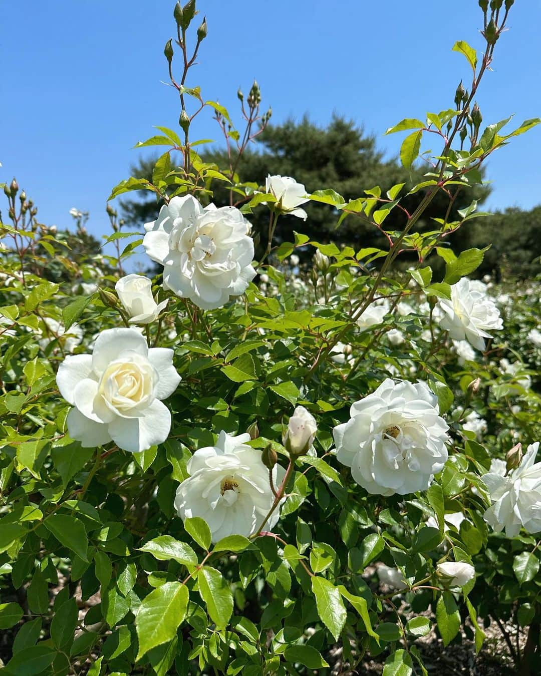 笹井千織さんのインスタグラム写真 - (笹井千織Instagram)「白いバラ😌見惚れちゃいます😌」5月12日 20時20分 - chiwori___