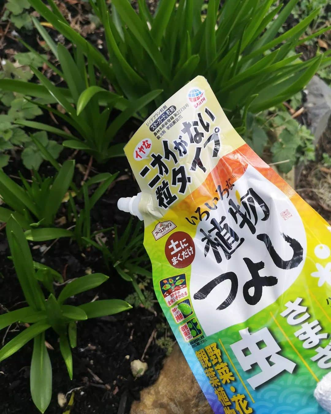 sho.candyさんのインスタグラム写真 - (sho.candyInstagram)「お庭で使用している虫対策品🌱   「いろいろな植物つよし」   粒タイプとスプレータイプの2種類を使っています☺️　   粒タイプ↓ 上からパラパラと撒いても使えますが 植え付け時にもおすすめ👍 有効成分は根から吸収され、葉全体に効きめが広がります。 ✨イヤなニオイがないから、室内にも👍✨約300種の植物に使え、 野菜など収穫前日まで使えます✨     スプレータイプ↓ 直接かからない葉裏の虫にも有効成分が浸透し効果を発揮✨約500種の植物に使えます。   それぞれの適用植物につきましては、 適用表をよく読んでご使用ください。   効き目が早く効果が約1ヵ月と長い✨ ※使用環境により異なります やっかいな、カメムシ・カイガラムシ・ケムシもしっかり駆除します✨   これで安心してお庭いじりもできてます☺️🎶   本商品はアース製薬様から提供を受けております。 使用する際にはラベルをよく読んで、記載植物以外には使用しないようにしてください。 小児の手の届く所には置かなないようにご注意もお願いします！   #アース製薬PR　   #アースガーデン　 #植物つよし #ガーデニング　 #家庭菜園」5月12日 20時42分 - sho.candy