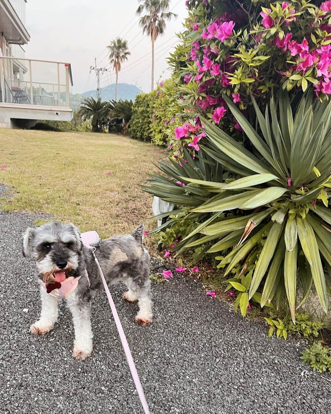 森山菜々のインスタグラム：「. ミミちゃんリリちゃん リュック付けてお散歩🧺🌼🩷 ⁡ お父さんサイズ入らんくて残念、 さすがお父さんやなぁ👨🏽‍🦳👨🏽‍🦳笑 ⁡ 改めて家族構成説明すると、 ミミちゃん(母) こてつ(父) リリちゃん(娘) アロくん(息子) ウルくん(息子) ⁡ アロとウルは長崎の賑やかfamilyの元に 留学中です👦🏻🏫🤪笑  #minitureschnauzer #schnauzer  #ミニチュアシュナウザー #シュナウザー」