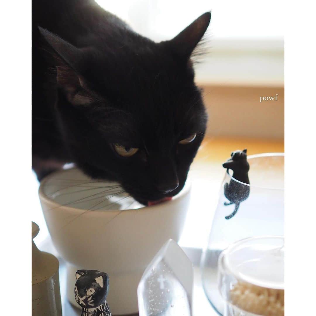 anemone_69のインスタグラム：「🐈‍⬛ . Have a good weekend! . . #ハカセとキョウジュ #blackcat #黒猫 #cat #猫 #保護猫 . . .」