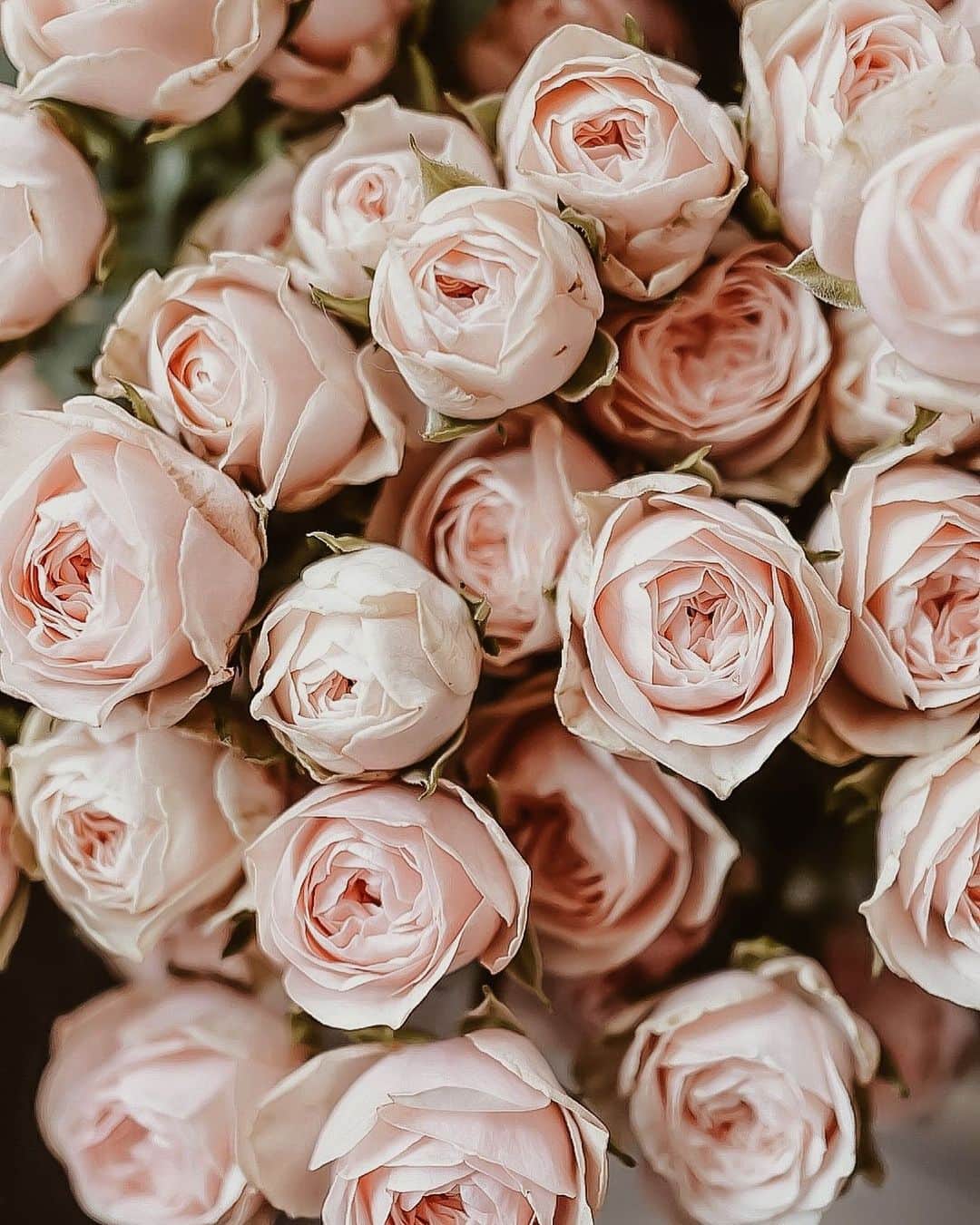 Yukicoさんのインスタグラム写真 - (YukicoInstagram)「𓆱𓆸𓆹𓆺  ————————————————————— 見てくださる方にプラスになる投稿をしていきます 是非いいね♡フォロー♡ よろしくお願いいたします𓅟 私の写真の編集については フォトレッスンでレクチャーをしています —————————————————————  #flowers#flowerpower#flowerphotography#flowerporn#flowerslovers#flowerstagram#bouquet#bouquets#btsarmy#jiminpen#btsjimin #ジミンペン」5月12日 21時02分 - yukicolifecom