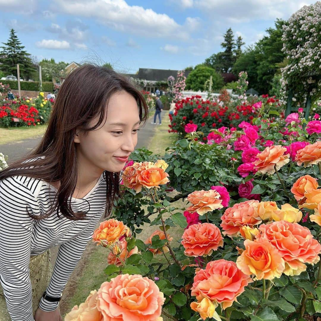 鈴元まいのインスタグラム：「今日は「よじごじDays」京成バラ園から中継でした✨ 約1600品種、1万株の可憐なバラは圧巻でした🌹 園内はお花の良い香りが漂っていて優雅な気持ちに🧚 新エリアのアリスのアトラクションは、可愛いだけでなくスリルまで味わえて面白かったです🫖💕 6月11日まで楽しめるそうなので、ぜひ☺️🌹  #よじごじDays #テレビ東京 #京成バラ園」