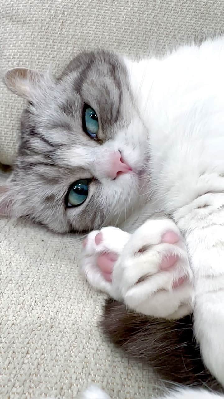 こむぎこまるのインスタグラム