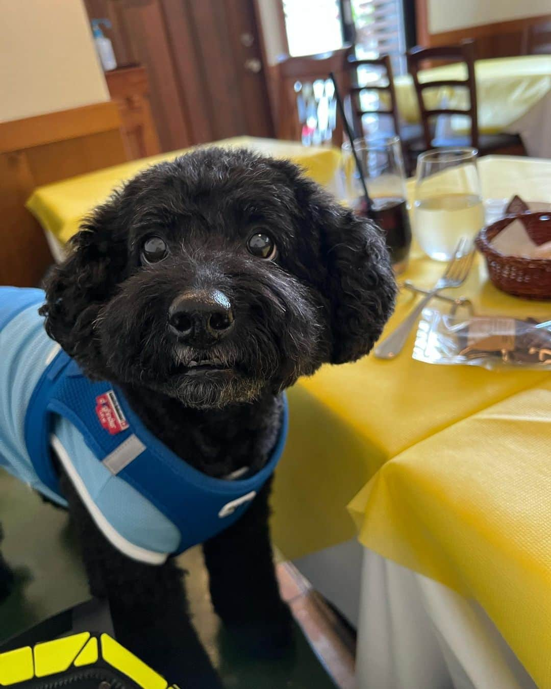 岸本加世子さんのインスタグラム写真 - (岸本加世子Instagram)「殿とやついこはだ君とジム近くでランチ。」5月12日 21時35分 - kayokokishimoto