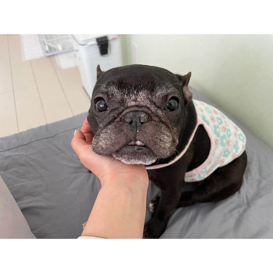 のインスタグラム：「今日も8時に起こしてくれたもっちゃん かわいいかしこい   #frenchbulldog  #フレンチブルドッグ  #おいもちゃん」