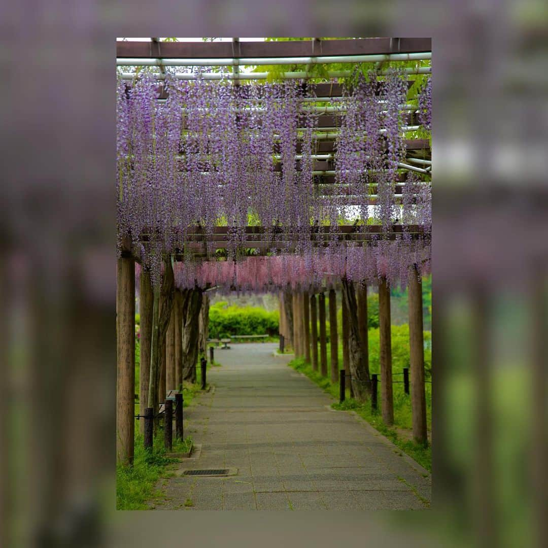 永田薫さんのインスタグラム写真 - (永田薫Instagram)「今年の藤の花コレクション。  岡崎公園・名城公園・岐阜公園の藤の花💐  初めて藤の花の写真撮ったけど綺麗やったなぁ〜！ 次は違う花を撮りに行こ〜っと。  #岡崎公園  #名城公園  #岐阜公園  #藤の花  #永田薫」5月12日 22時00分 - kaoru_nagata1006