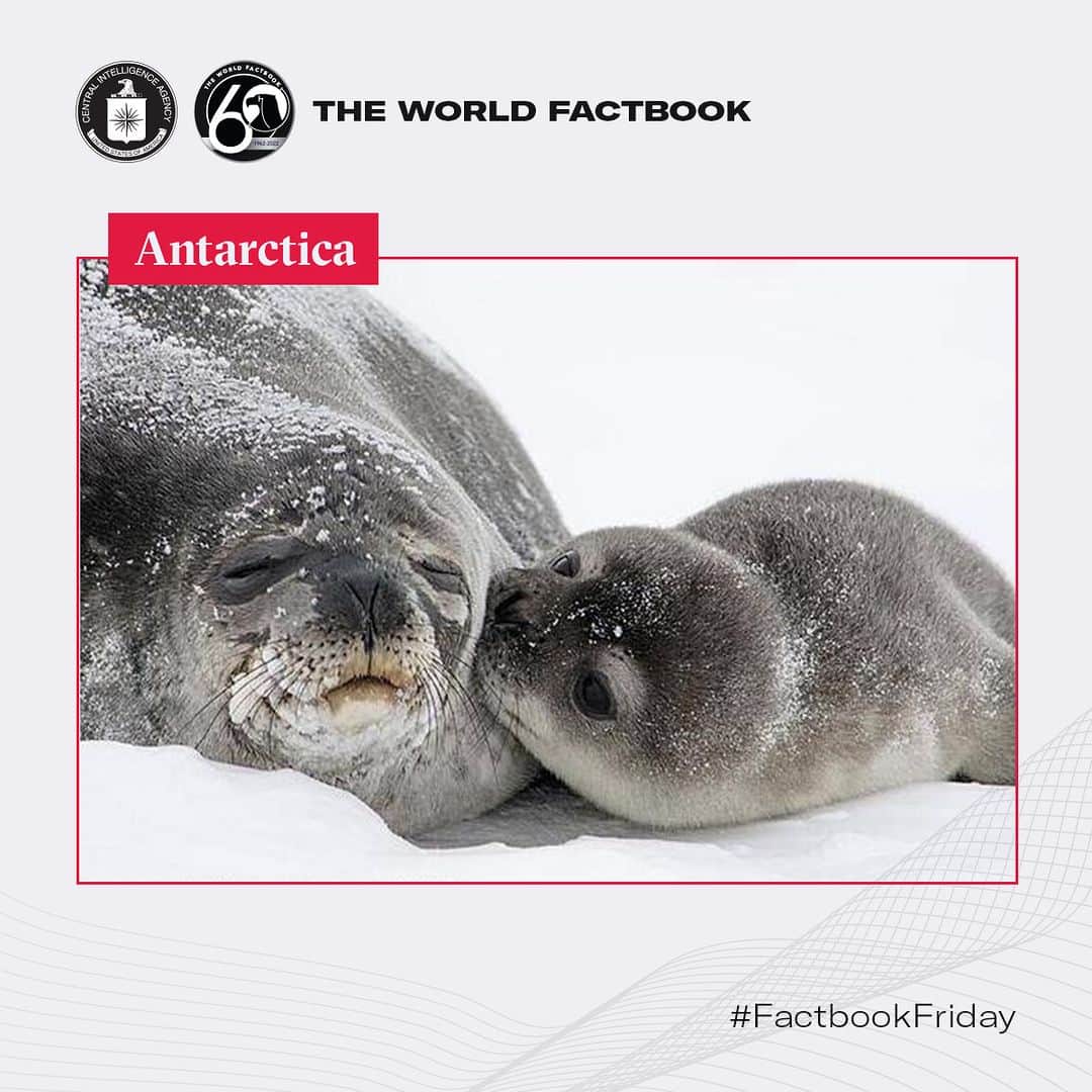 CIAのインスタグラム：「This Weddell seal pup and its mother wish you a happy early Mother's Day from the Antarctic ice, deep in the Southern Ocean.  #MothersDay #FactbookFriday」