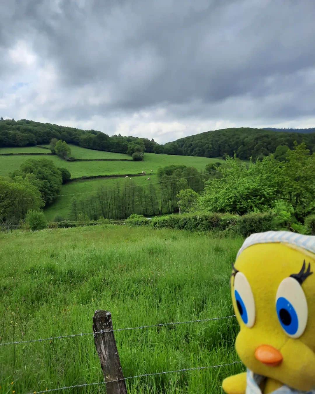 Little Yellow Birdのインスタグラム