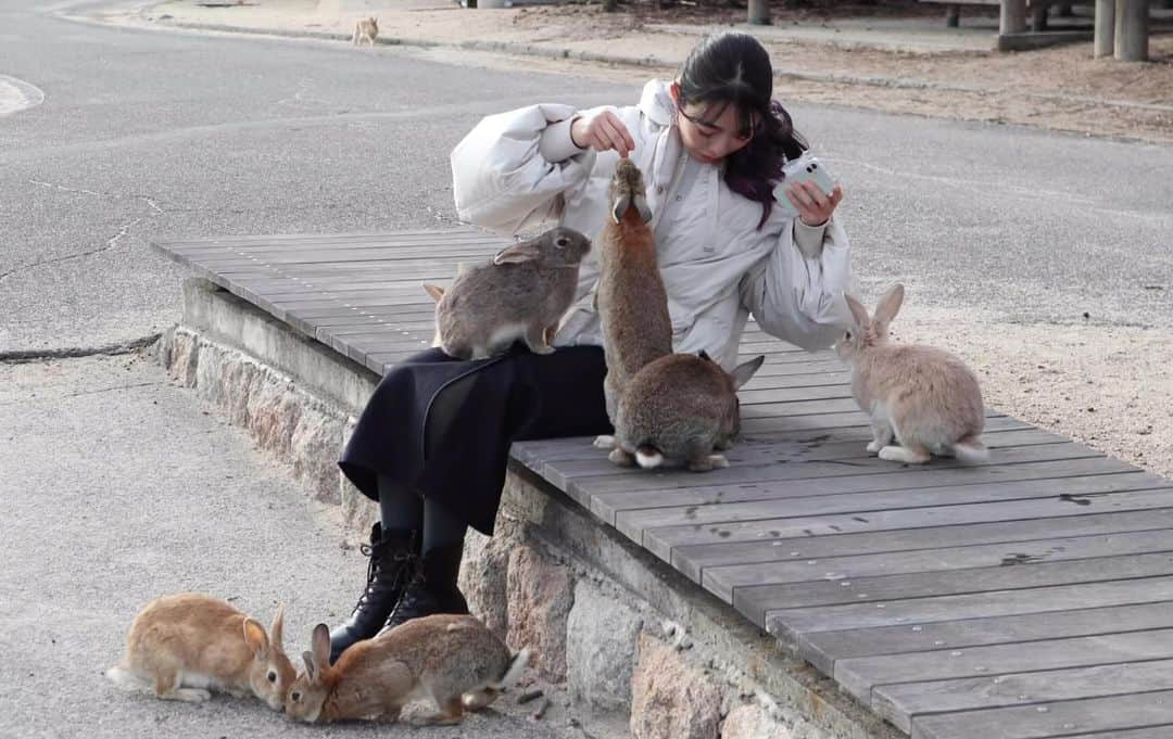 神崎美羽のインスタグラム：「うさぎ島では餌もってる限り永遠にうさぎに追いかけまわされますw なんならよじ登ってくる🐰膝にも腕にも足にもw  人懐っこいとかいうレベルを通り越して図々しい🤣  うさぎ好きじゃないとトラウマになりかねないw  #瀬戸内海 #電車の旅 #忠海 #大久野島 #うさぎ島 #毒ガス島 #旅行 #travel #girlstrip  #trip #女子旅 #広島 #うさぎ」