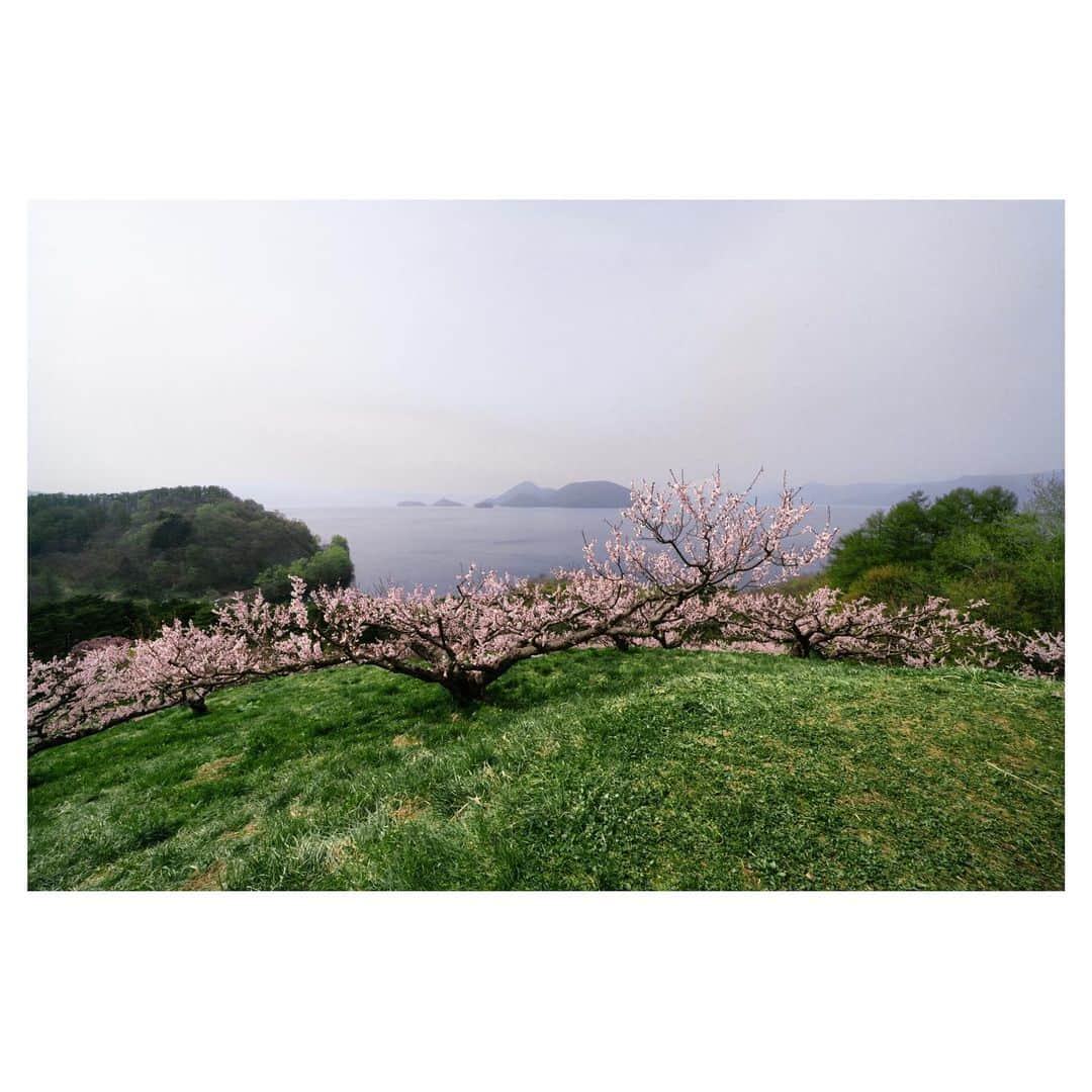 Hikaruのインスタグラム：「壮瞥公園  I visited for the first time. It is overwhelmed by the cherry blossoms blooming on the wall.  はじめて、訪れた場所。 山の壁面の桜に圧巻する。 眼下には、洞爺湖が見渡せる。  当日は、晴れだけど生憎の黄砂の影響により、 空がくすんでいました。 #東京カメラ部 #1x #raytrek #raytrek_photo #raytrek_uniquetome #natgeo #naturegeography #photogrena_nature #photo_shorttrip #japan #hokkaido #写真好きな人と繋がりたい #北海道 #Japan_ilc #pashadel #japantravelers #raytrek_photographer #SonyAlphaPro #photo_shorttrip #photo_travelers #lovers_nippon #1x_japan #bestjapanpics #SonywordClub #genic  #alpha_newgeneration」