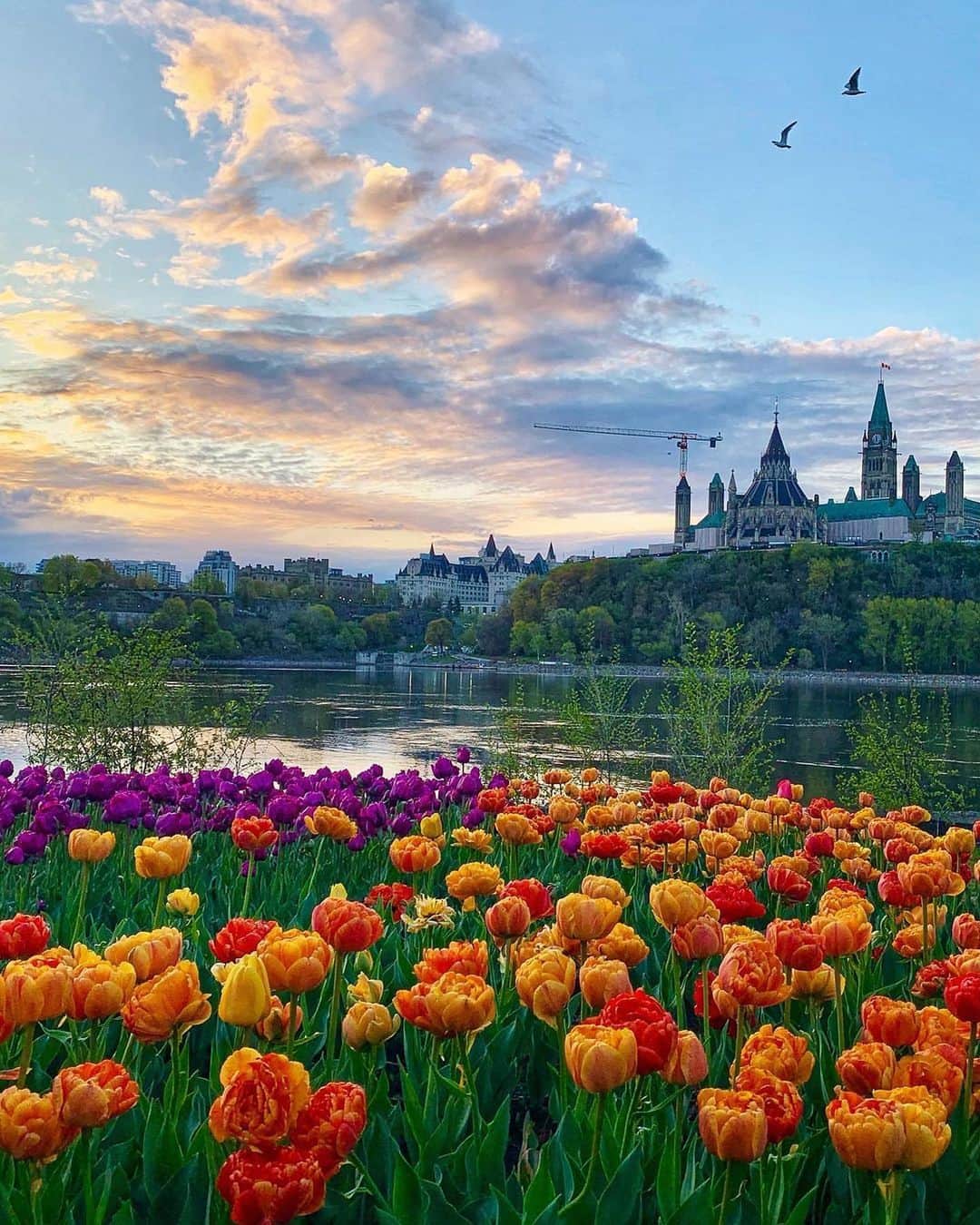 Explore Canadaさんのインスタグラム写真 - (Explore CanadaInstagram)「It's the moment you've all been waiting for! The 71st edition of @cdntulipfest is finally here, and we couldn't be more thrilled! 🌷😍  From May 12-22, over 1 million tulips will be in full bloom across Ottawa, making it the picture-perfect time to explore the city and soak up the stunning sights! 🌷 🌷 🌷  It’s also the perfect way to celebrate Mother’s Day!  Follow these tips to have the most enjoyable experience:  👀 The Canadian Tulip Festival is completely free, and no reservations are required!  ☀️ The lush gardens are open 24/7, so you can experience them any time of the day or night!  🌷 The tulips are planted in three phases - early, mid and late – to provide bright blooms during the 10-day festival!  📍 The main festival site is Commissioners Park at Dow’s Lake, but you can enjoy many tulips gardens across the city, all located on the festival map.   🚲 We highly recommend using public transportation, the tulip trolley shuttle, taxis, ride shares or a bike to explore!  It’s also the perfect time for a spring stroll.  🐶Yes, dogs are welcome on a leash!  📷 Capture your favourite tulip pics and share using #MyOttawa for a chance to be featured on the @ottawatourism page!  Get full festival details and more tulip tips to plan your visit ➡️ link in @ottawatourism bio!  Happy tulip trails to you!  📷 @planetd @karen.val_photos  #MyOttawa #Ottawa #cdntulipfest #DiscoverON #ExploreCanada #tulips #tulipfestival」5月12日 23時28分 - explorecanada