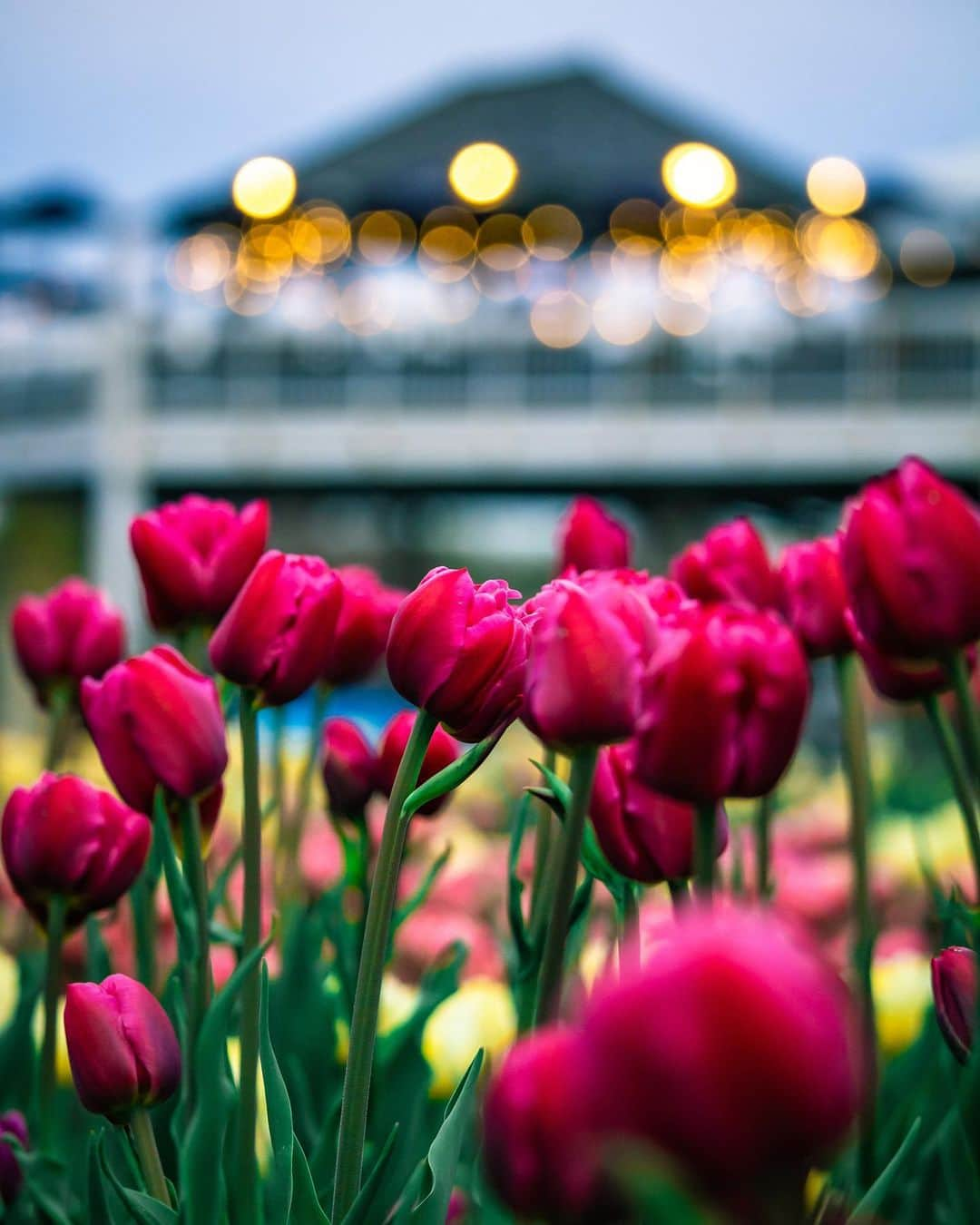 Explore Canadaさんのインスタグラム写真 - (Explore CanadaInstagram)「It's the moment you've all been waiting for! The 71st edition of @cdntulipfest is finally here, and we couldn't be more thrilled! 🌷😍  From May 12-22, over 1 million tulips will be in full bloom across Ottawa, making it the picture-perfect time to explore the city and soak up the stunning sights! 🌷 🌷 🌷  It’s also the perfect way to celebrate Mother’s Day!  Follow these tips to have the most enjoyable experience:  👀 The Canadian Tulip Festival is completely free, and no reservations are required!  ☀️ The lush gardens are open 24/7, so you can experience them any time of the day or night!  🌷 The tulips are planted in three phases - early, mid and late – to provide bright blooms during the 10-day festival!  📍 The main festival site is Commissioners Park at Dow’s Lake, but you can enjoy many tulips gardens across the city, all located on the festival map.   🚲 We highly recommend using public transportation, the tulip trolley shuttle, taxis, ride shares or a bike to explore!  It’s also the perfect time for a spring stroll.  🐶Yes, dogs are welcome on a leash!  📷 Capture your favourite tulip pics and share using #MyOttawa for a chance to be featured on the @ottawatourism page!  Get full festival details and more tulip tips to plan your visit ➡️ link in @ottawatourism bio!  Happy tulip trails to you!  📷 @planetd @karen.val_photos  #MyOttawa #Ottawa #cdntulipfest #DiscoverON #ExploreCanada #tulips #tulipfestival」5月12日 23時28分 - explorecanada