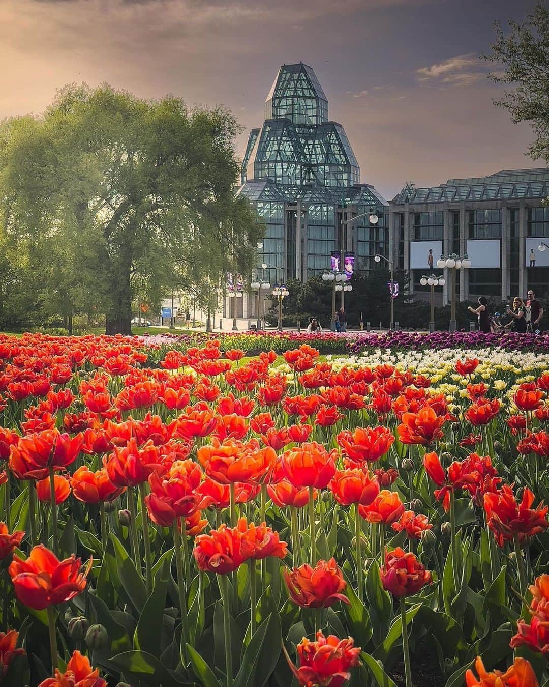 Explore Canadaのインスタグラム：「It's the moment you've all been waiting for! The 71st edition of @cdntulipfest is finally here, and we couldn't be more thrilled! 🌷😍  From May 12-22, over 1 million tulips will be in full bloom across Ottawa, making it the picture-perfect time to explore the city and soak up the stunning sights! 🌷 🌷 🌷  It’s also the perfect way to celebrate Mother’s Day!  Follow these tips to have the most enjoyable experience:  👀 The Canadian Tulip Festival is completely free, and no reservations are required!  ☀️ The lush gardens are open 24/7, so you can experience them any time of the day or night!  🌷 The tulips are planted in three phases - early, mid and late – to provide bright blooms during the 10-day festival!  📍 The main festival site is Commissioners Park at Dow’s Lake, but you can enjoy many tulips gardens across the city, all located on the festival map.   🚲 We highly recommend using public transportation, the tulip trolley shuttle, taxis, ride shares or a bike to explore!  It’s also the perfect time for a spring stroll.  🐶Yes, dogs are welcome on a leash!  📷 Capture your favourite tulip pics and share using #MyOttawa for a chance to be featured on the @ottawatourism page!  Get full festival details and more tulip tips to plan your visit ➡️ link in @ottawatourism bio!  Happy tulip trails to you!  📷 @planetd @karen.val_photos  #MyOttawa #Ottawa #cdntulipfest #DiscoverON #ExploreCanada #tulips #tulipfestival」
