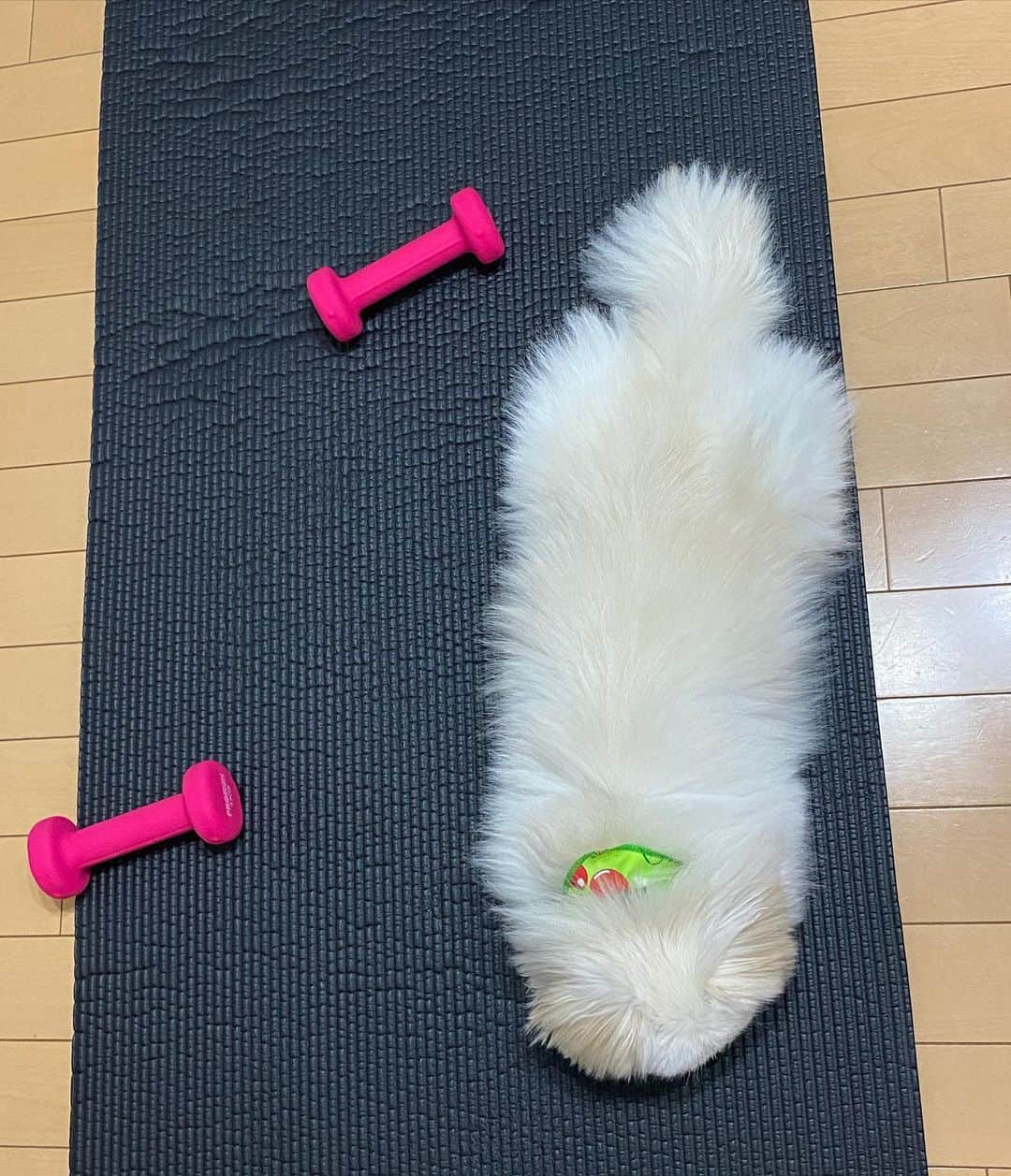 つるのインスタグラム