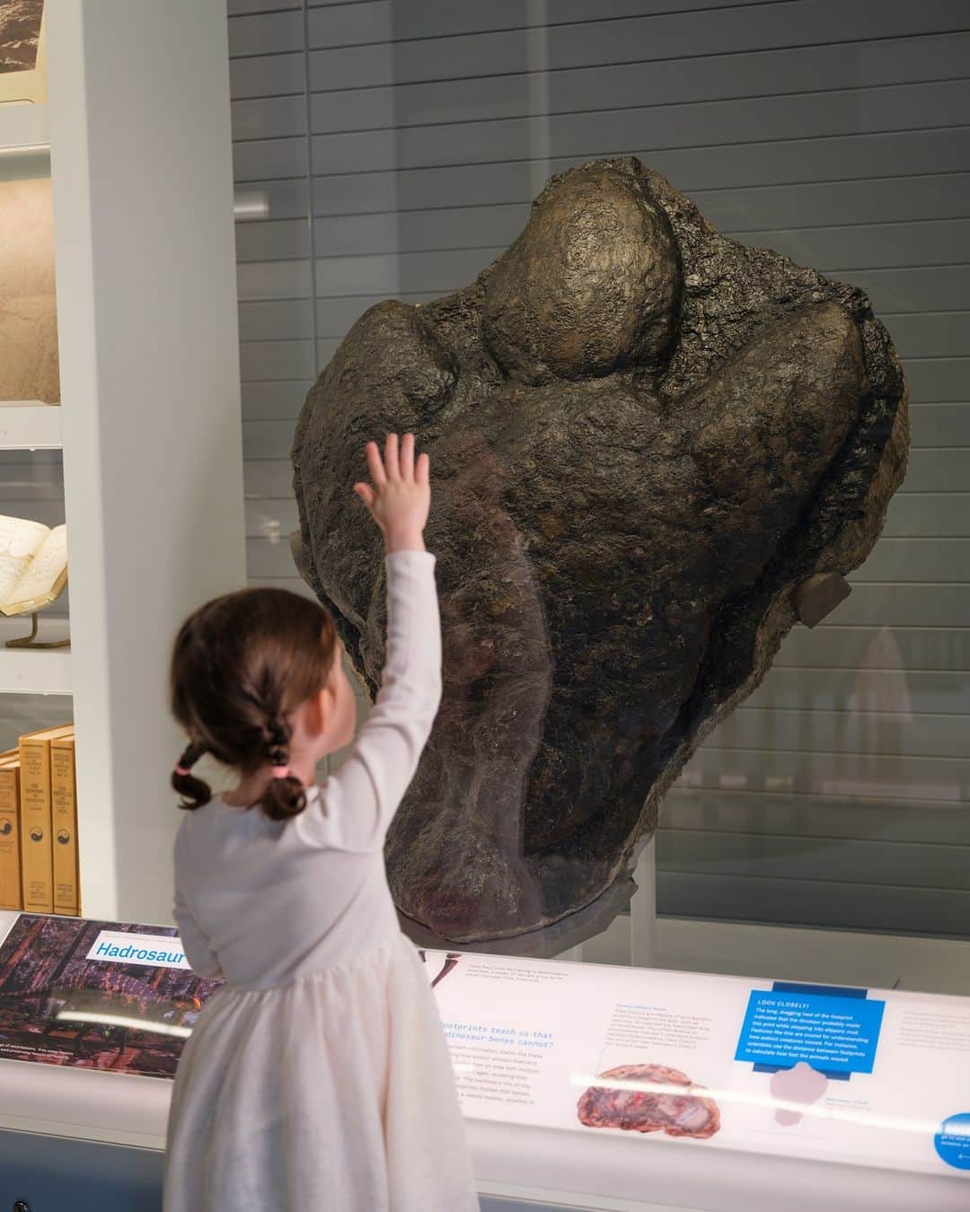 アメリカ自然史博物館のインスタグラム：「It’s Fossil Friday. 🦴 Step into the weekend with this unique fossil: a dinosaur footprint! Found in Utah, this impression was left some 83-72 million years ago. Scientists think that it was left by a hadrosaur, or duck-billed dinosaur, based on the size and shape. One of the most widespread dinosaur groups, hadrosaurs could be found living in varied habitats across the Americas, Europe, and Asia.   Some duckbills had large, hollow, sweeping crests on the tops of their skulls that were covered in skin that may have been brightly colored. Scientists think such crests could have been used as part of mating rituals, much as peacocks use their tails. You can spot this footprint in the Museum’s new Richard Gilder Center for Science, Education, and Innovation.   Photo: A. Keding / © AMNH #paleontology #museum #amnh #fossils #science #dinosaurs」