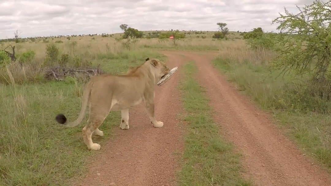 Kevin Richardson LionWhisperer のインスタグラム