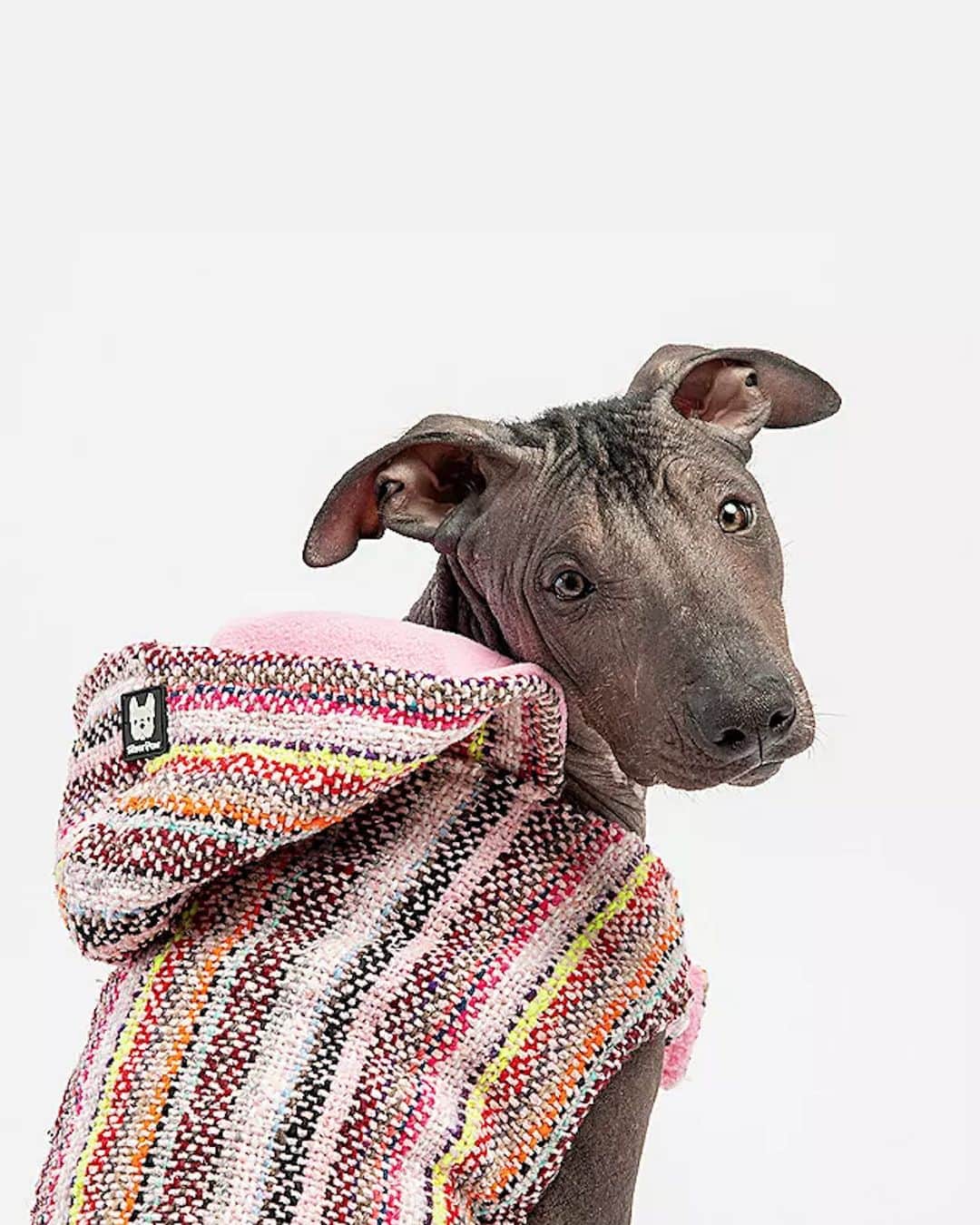 freepeopleのインスタグラム：「PSA:  Your pup also needs a summer wardrobe update. Link in bio.」