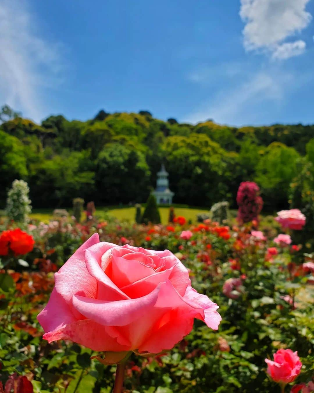 山咲トオルさんのインスタグラム写真 - (山咲トオルInstagram)「ご覧の皆さんは何のお花が好きかしら？  私は、バラが好きよ。  #河津バガテル公園 (バラ園) @stevekishikawa さん。  #山咲トオル #toruyamazaki」5月13日 0時34分 - yamazakitoru_official