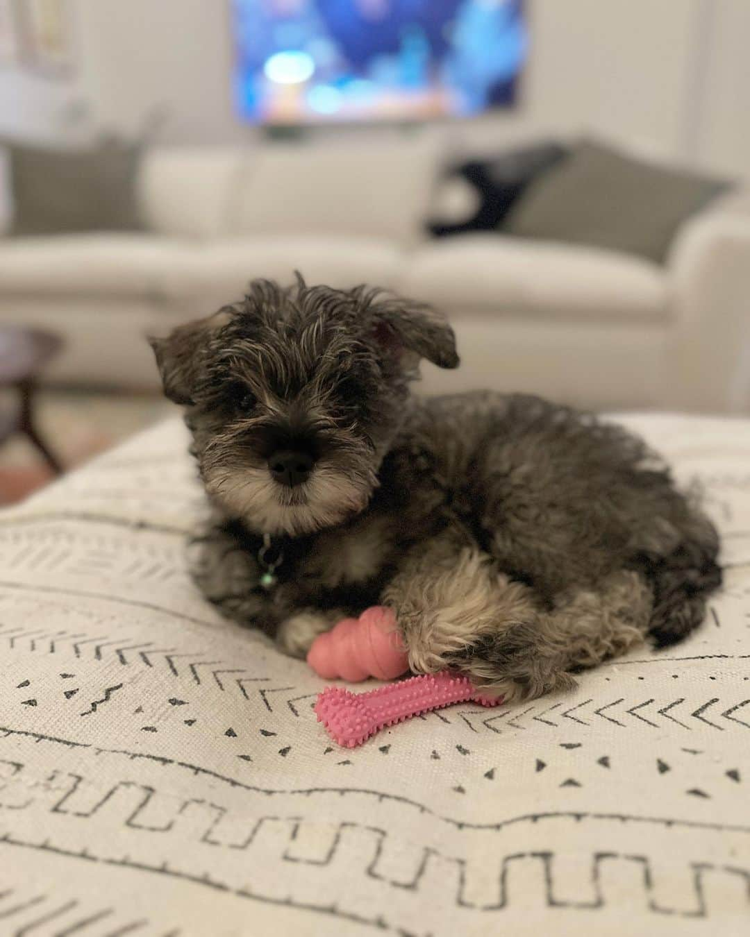 ローズ・マクアイヴァーのインスタグラム：「Huge thank you to @thelabellefoundation for introducing us to our new best mate and Madame Presidenté of our home, Zoey! ❤️🐶」